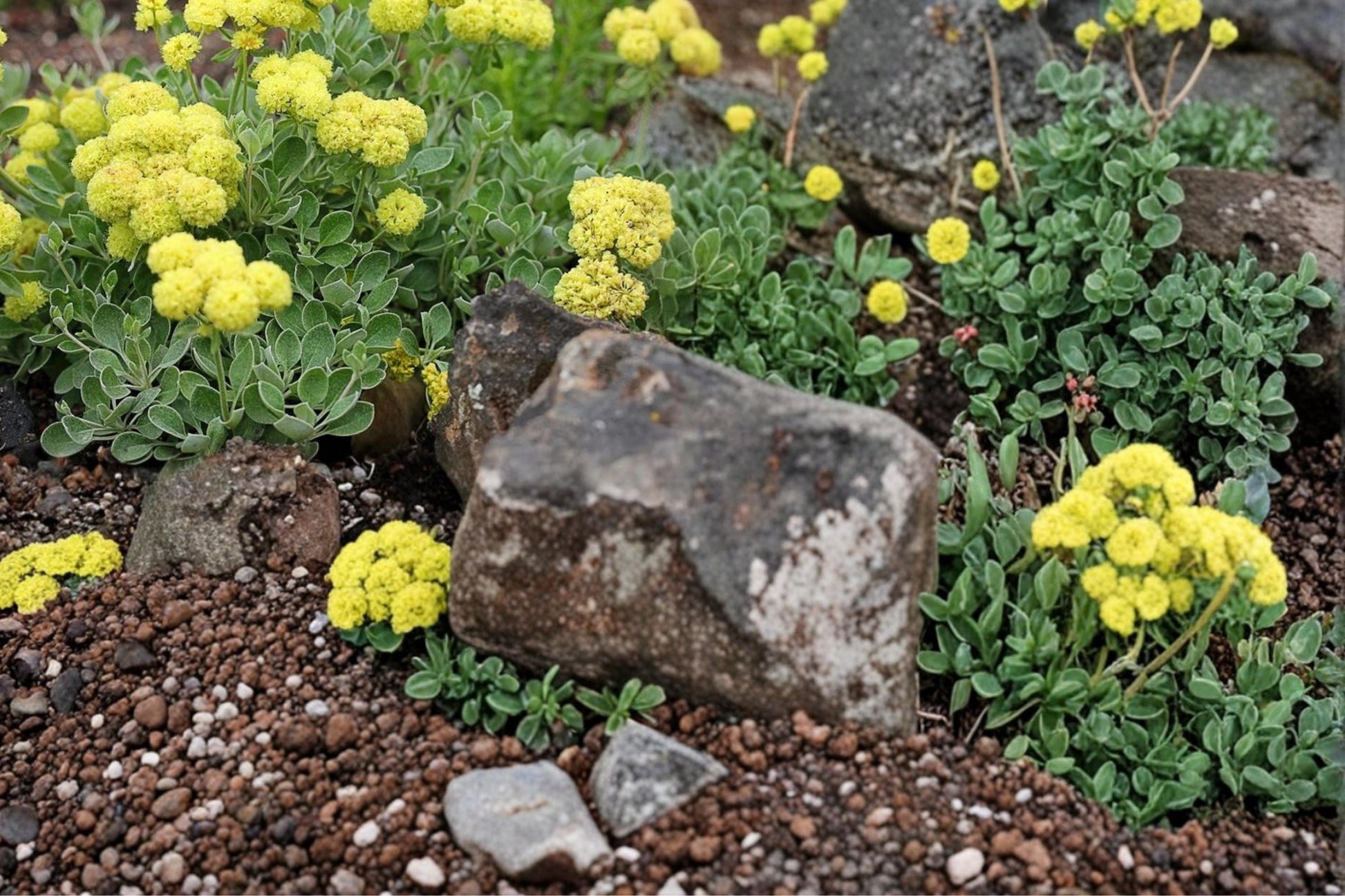 Sulfurflower Buckwheat Seeds 100 Pack Eriogonum umbellatum Drought Tolerant Perennial for Rock Gardens & Dry Landscapes