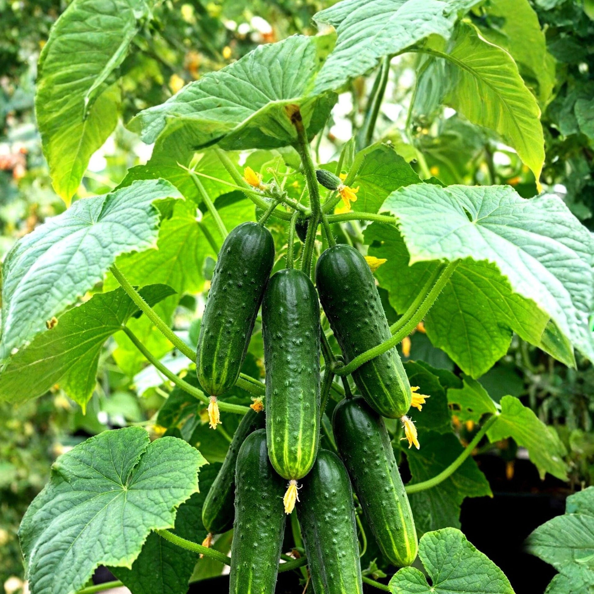 Beit Alpha Cucumber Seeds, Heirloom, Burpless, Parthenocarpic, Cucumis sativus, 200 Seeds