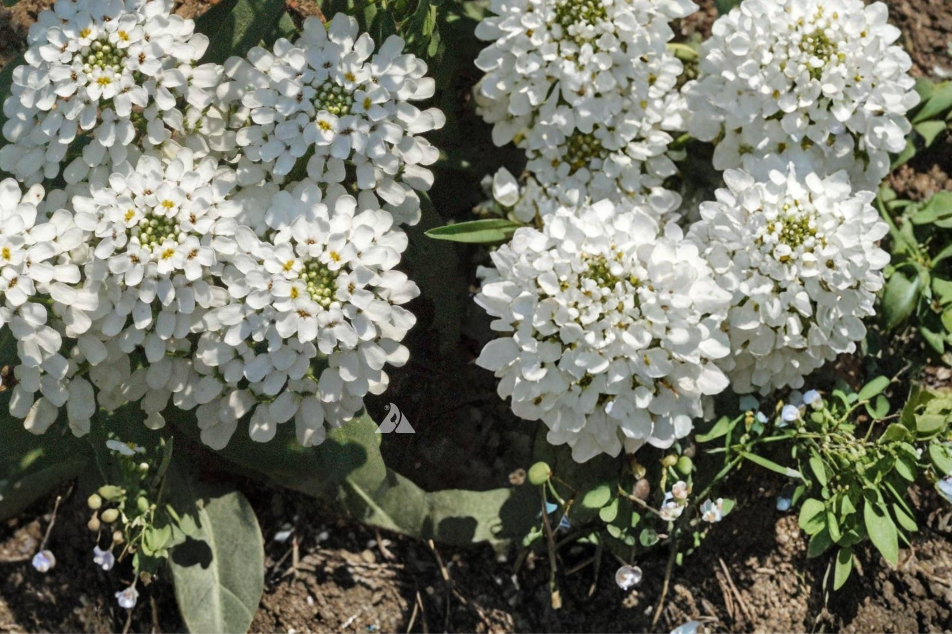 Empress Candytuft Seeds 100 – Iberis amara Herbaceous Annual with White Dense Flower Clusters for Borders and Edging