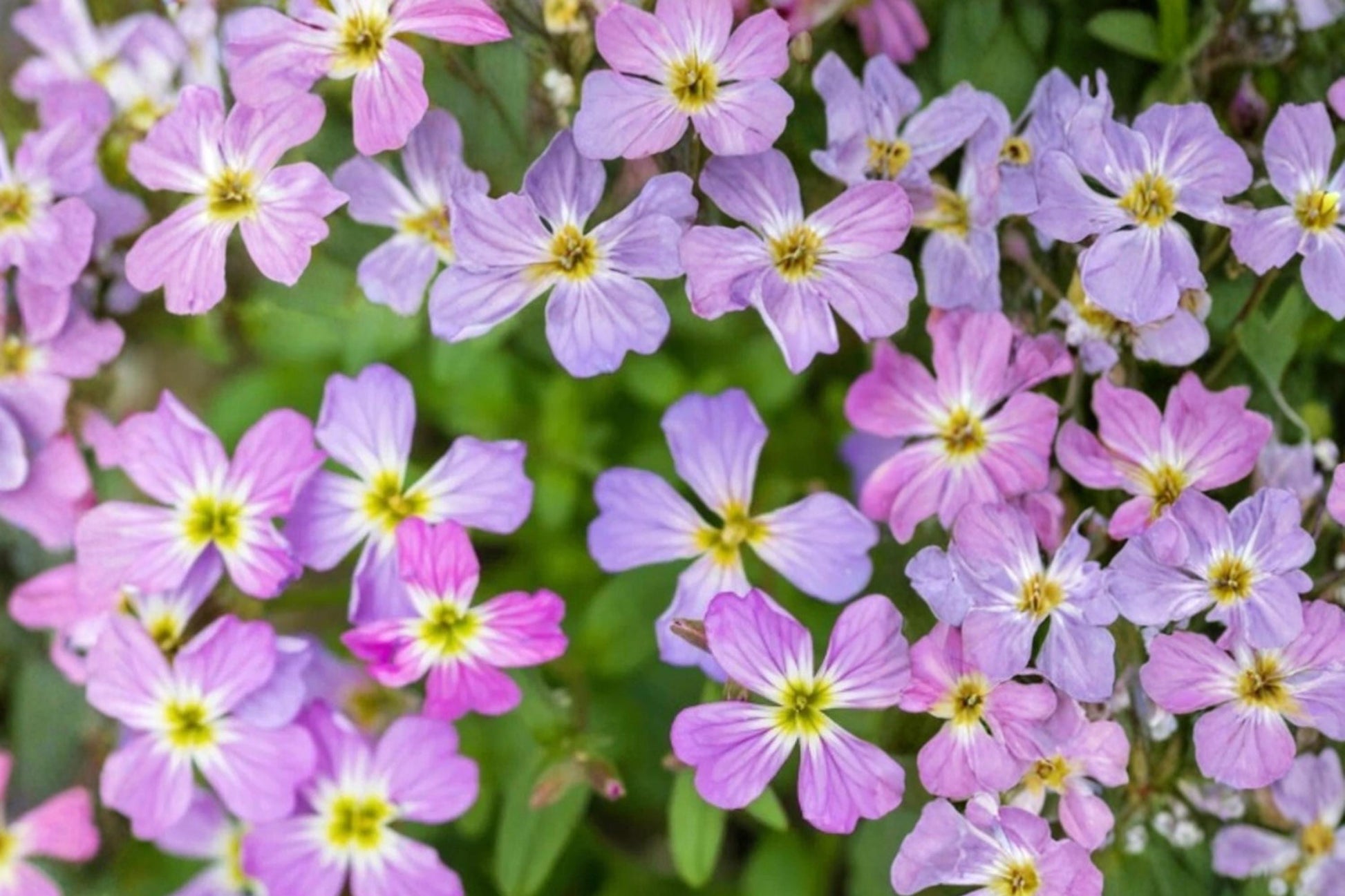 Virginia Stock Seeds 100 Pack – Malcolmia maritima Herbaceous Annual Pink Purple White Flowers