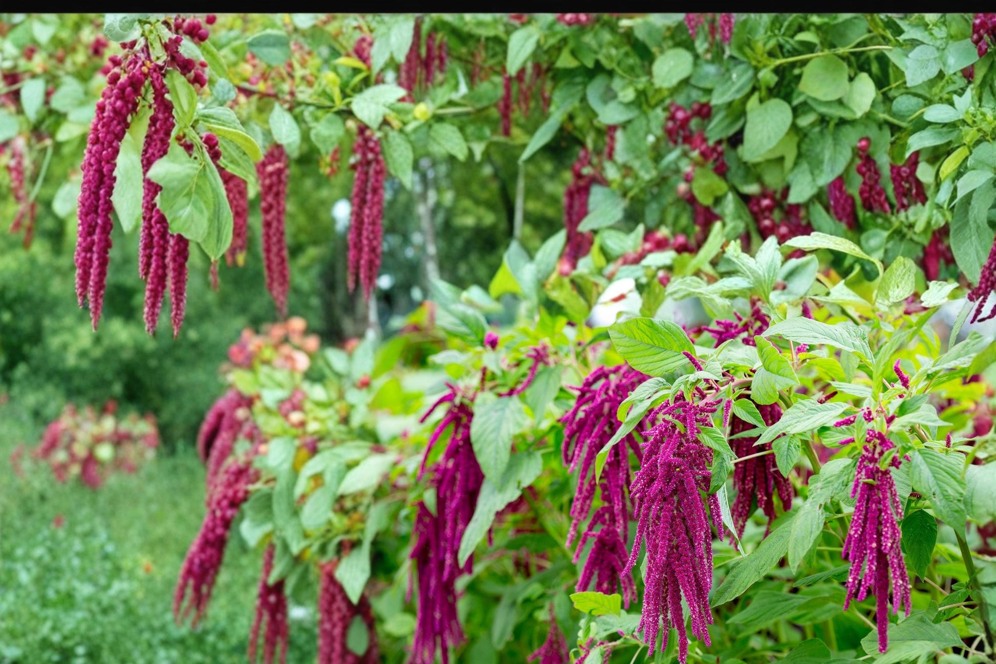 Love Lies Bleeding Seeds – Amaranthus caudatus – Deep Red Cascading Tassels Annual Flower Seed