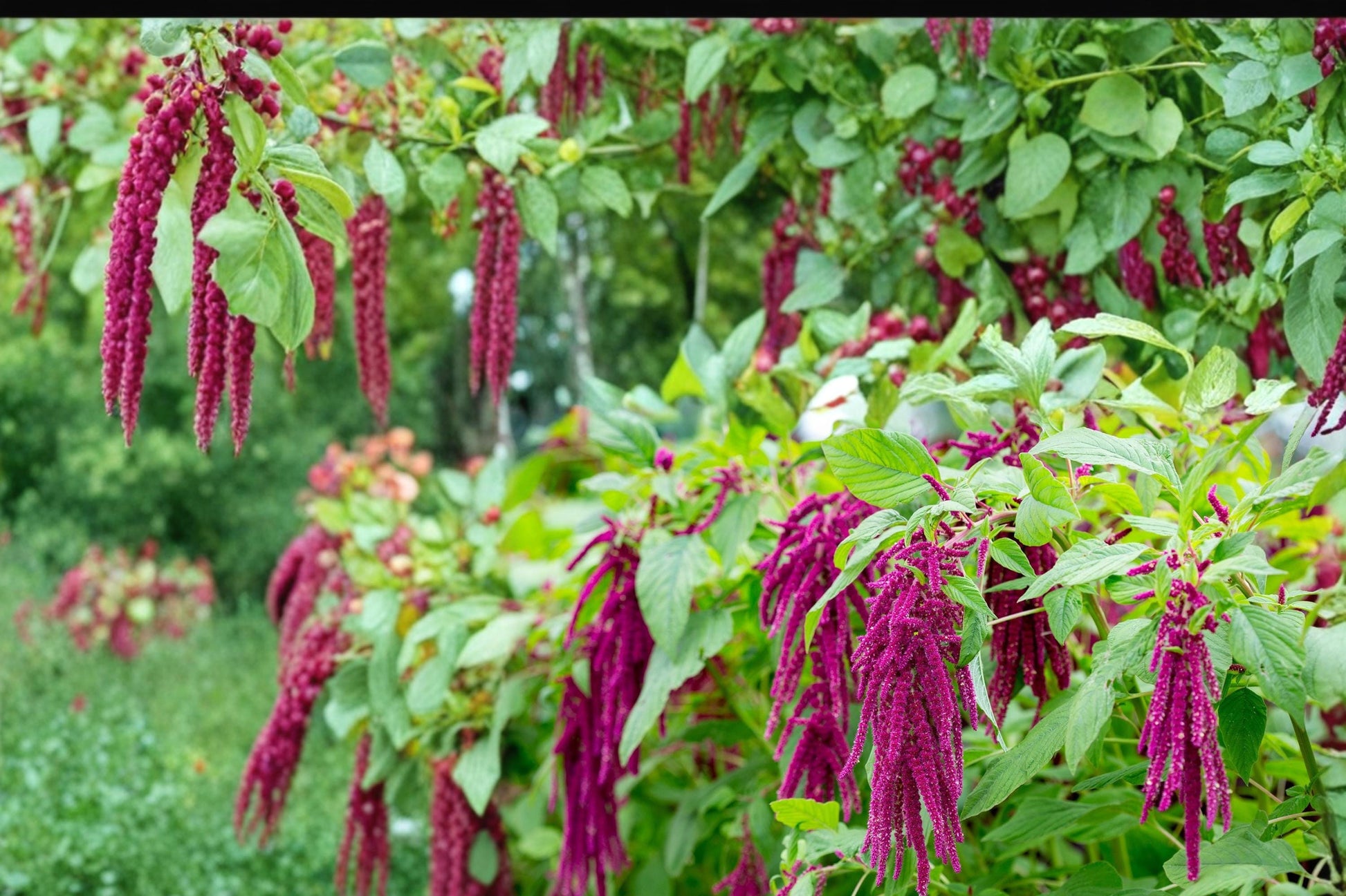 Love Lies Bleeding Seeds – Amaranthus caudatus – Deep Red Cascading Flower Tassels, Annual Garden Plant
