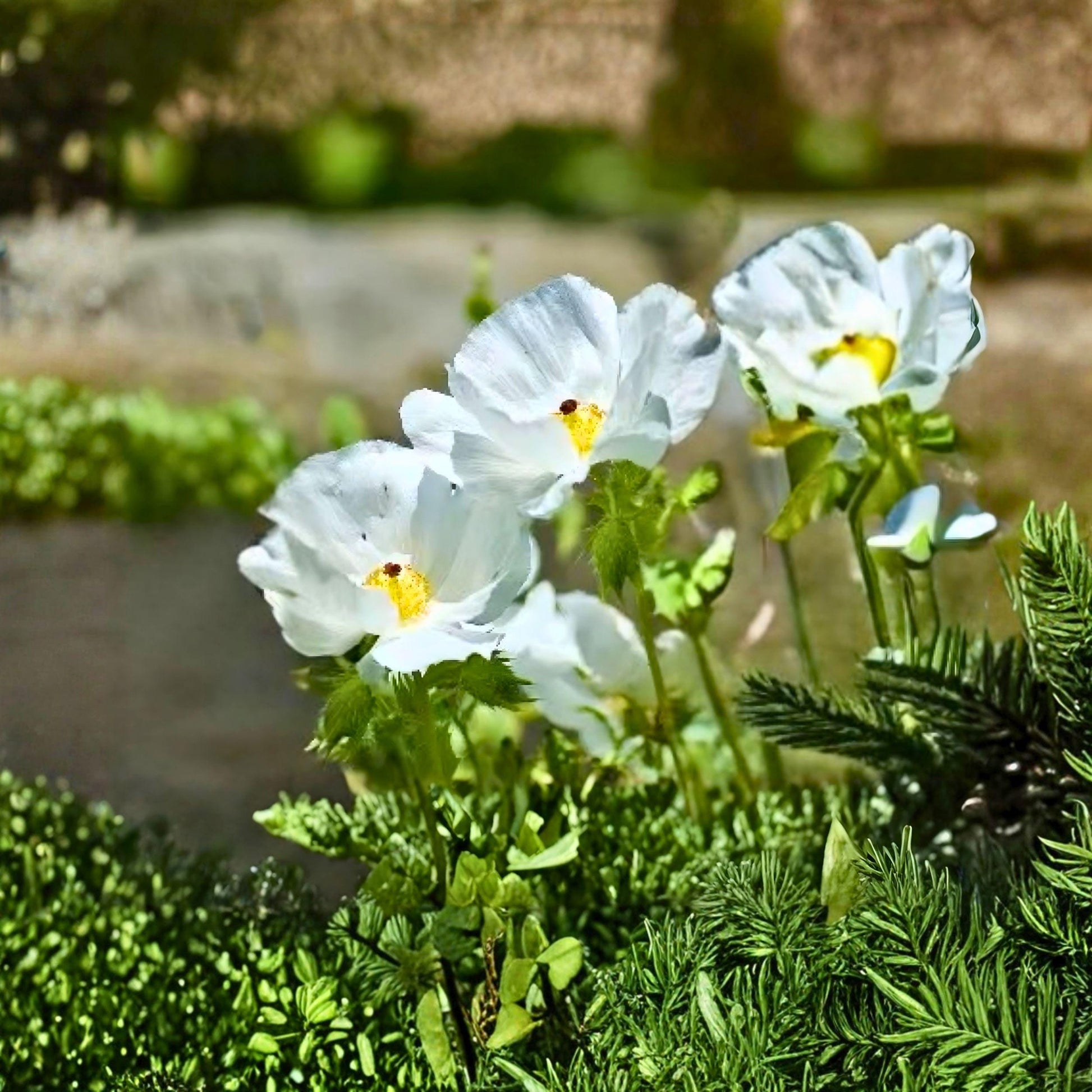 Argemone polyanthemos Seeds, Prickly Poppy, White Wildflower, Drought Tolerant Native Plant for Wildflower Gardens