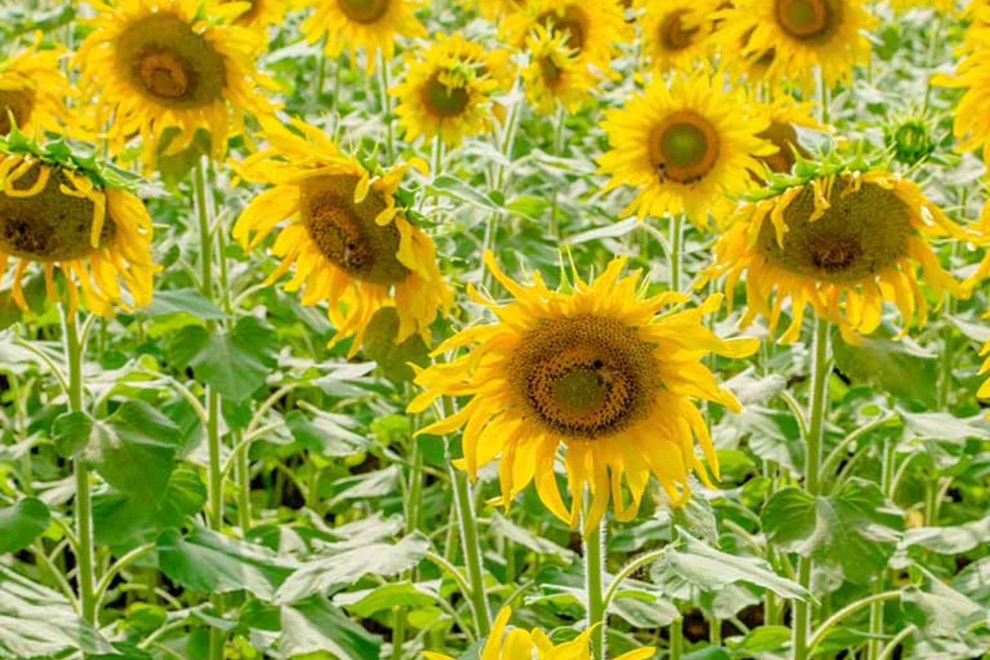 Black Oil Sunflower Seeds - Heirloom Non-GMO for Bird Feed & Garden Planting, Helianthus annuus