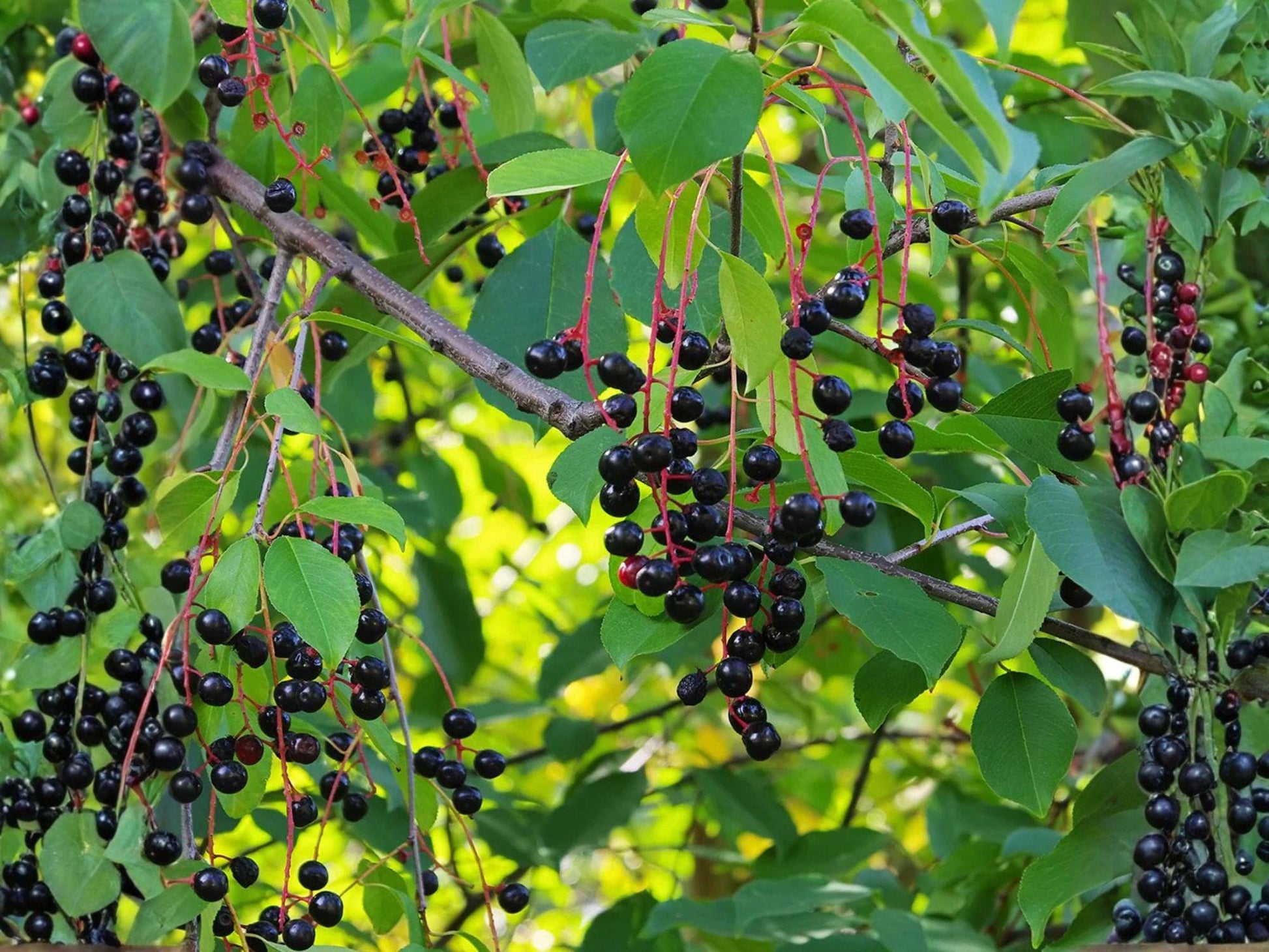 Wild Black Cherry Fruit Tree – 2 Bare Root Plants, Edible Clusters, Native Prunus serotina, Garden Orchard, Spring Flowers