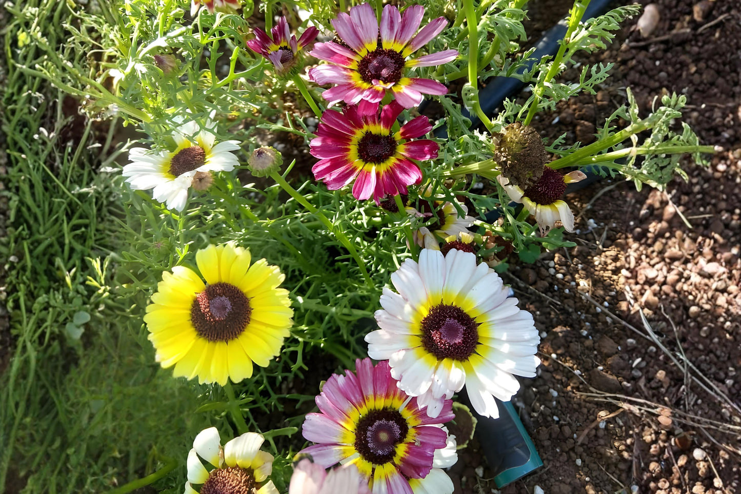 Painted Daisy Seeds Mix 100 Tricolor Wildflower Seeds for Borders, Pollinator Gardens, Glebionis carinata