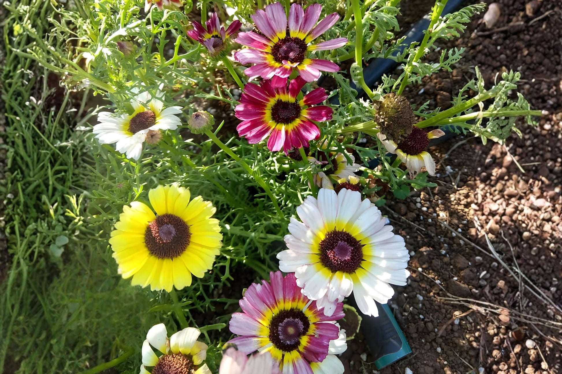 Painted Daisy Seeds Mix 100 Tricolor Wildflower Seeds for Borders, Pollinator Gardens, Glebionis carinata