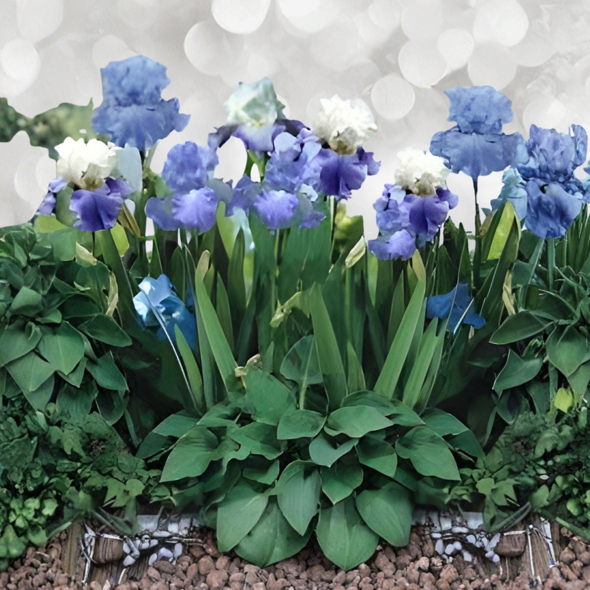 Full Tide Bearded Iris Rhizome – Wisteria Blue Perennial Flowering Plant – Award-Winning Tall Iris (Iris germanica)