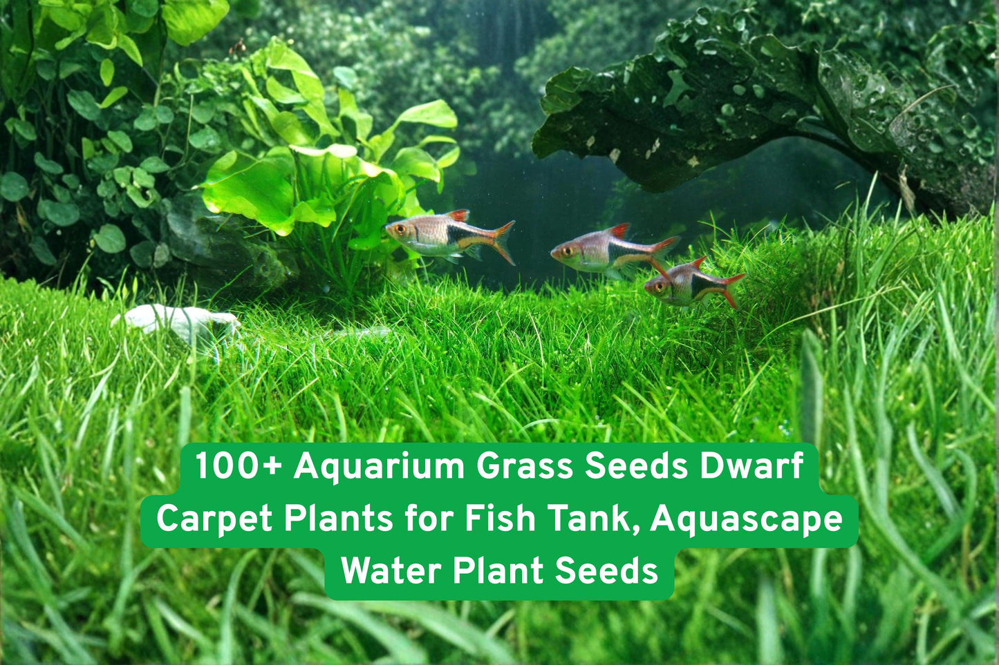 aquarium grass seeds, dwarf carpet plants, freshwater aquatic plants, fish tank greenery, beginner aquarium plants, lush underwater landscape, green aquarium carpet, easy grow aquatic seeds, aquascaping water plants, vibrant fish tank decor, fast germination aquatic, small aquarium plants, natural fish tank habitat
