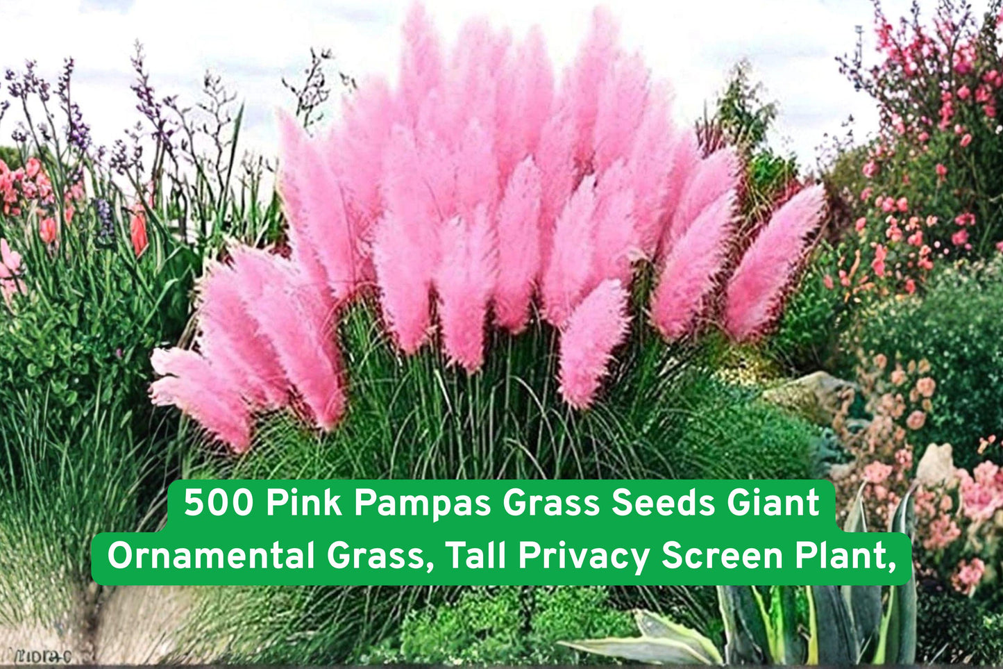 pink pampas grass seeds, ornamental grass seeds, tall privacy screen plant, pink feathery plumes, garden border plant, drought tolerant grass, perennial ornamental grass, large outdoor grass, landscape focal point, soft pink grass, tall garden grass, decorative grass seeds, giant pampas grass