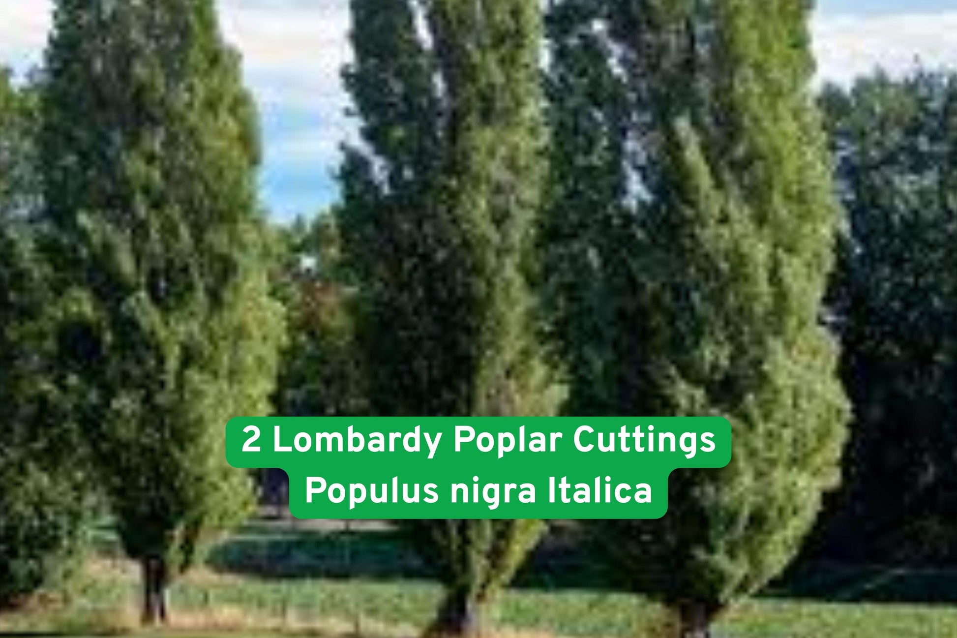 Lombardy Poplar, privacy tree, fast-growing tree, seedling, bare root, columnar tree, green foliage, windbreak plant, landscaping tree, property border, outdoor privacy, tall narrow tree, deciduous tree