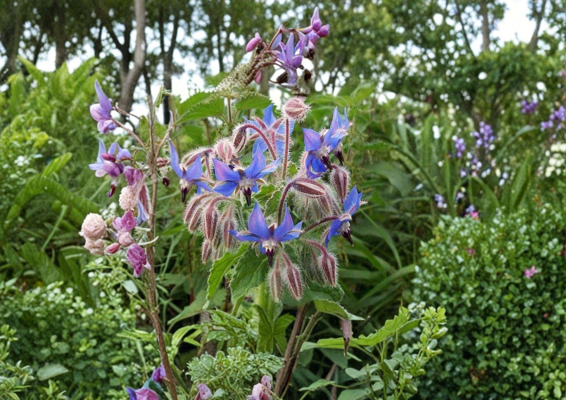 100+ Borage Herb Seeds – Heirloom Non-GMO Edible Blue Flowers Pollinator-Friendly Medicinal Herb Seeds