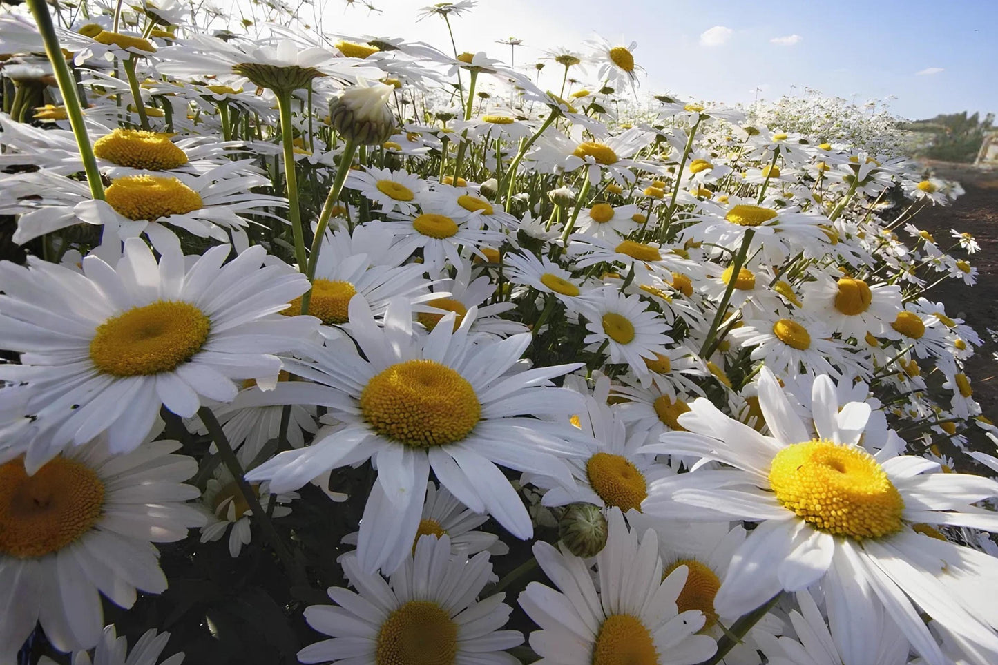 Oxeye Daisy Seeds 100 Pack | White Wildflower Seeds for Meadows, Cottage Gardens & Pollinator Gardens | Leucanthemum vulgare