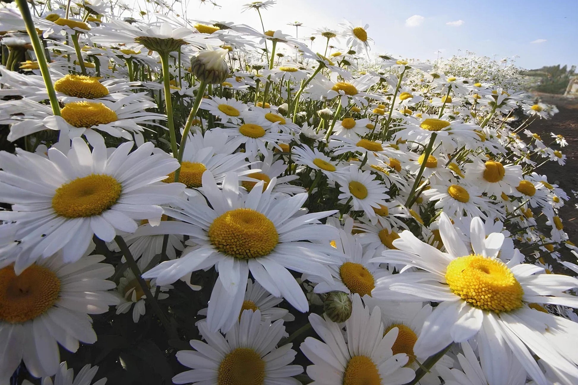 Oxeye Daisy Seeds 100 Pack | White Wildflower Seeds for Meadows, Cottage Gardens & Pollinator Gardens | Leucanthemum vulgare
