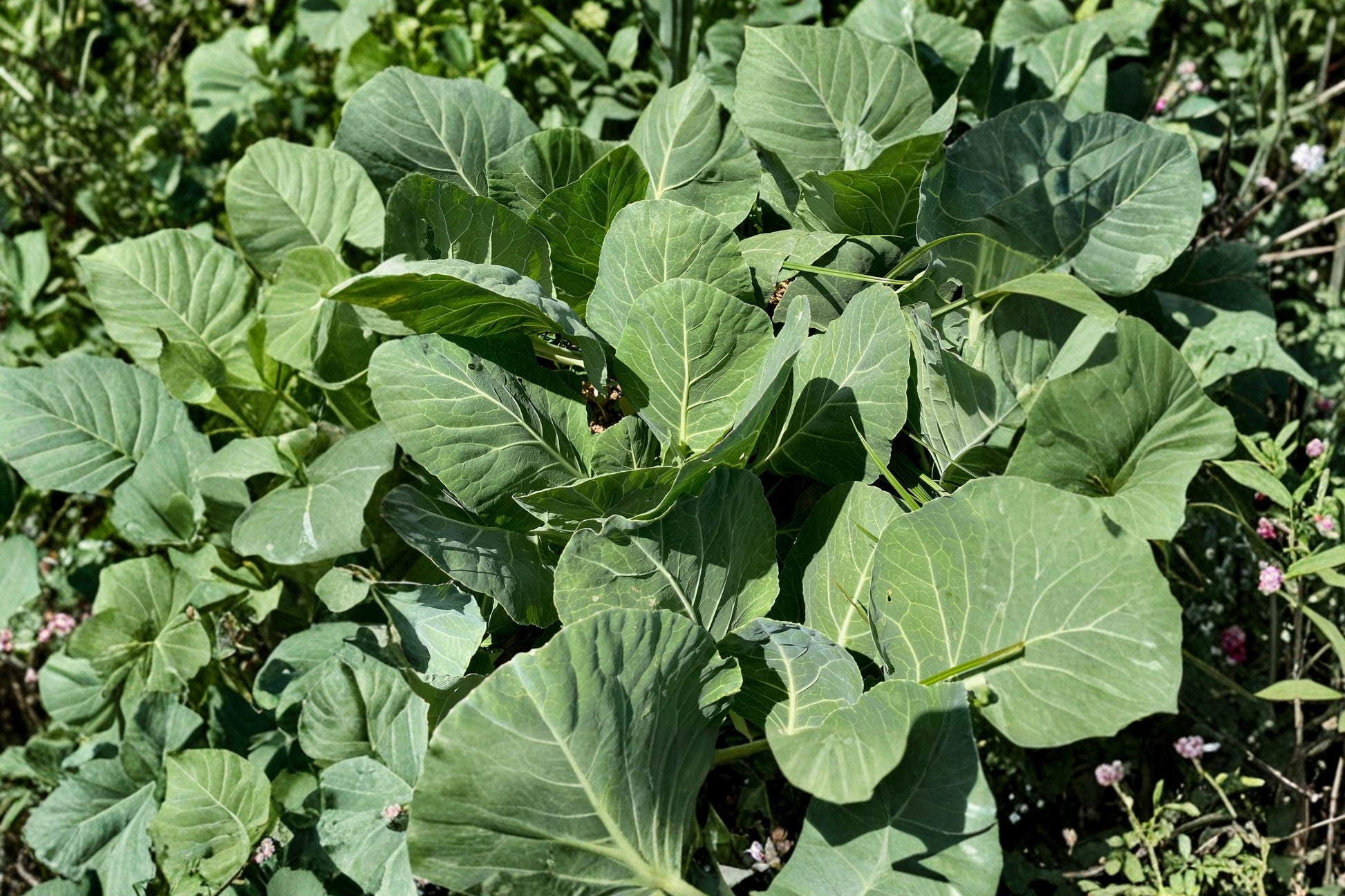 Champion Collard Greens Seeds, Heirloom, Cold Hardy, High Yield Vegetable, Brassica oleracea