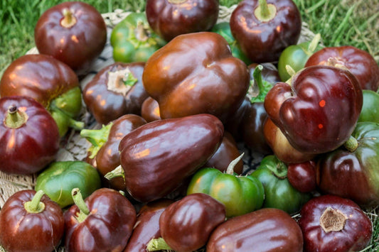 Chocolate Bell Pepper Seeds – Heirloom Non-GMO Sweet Brown Peppers for Garden, 100+ Seeds