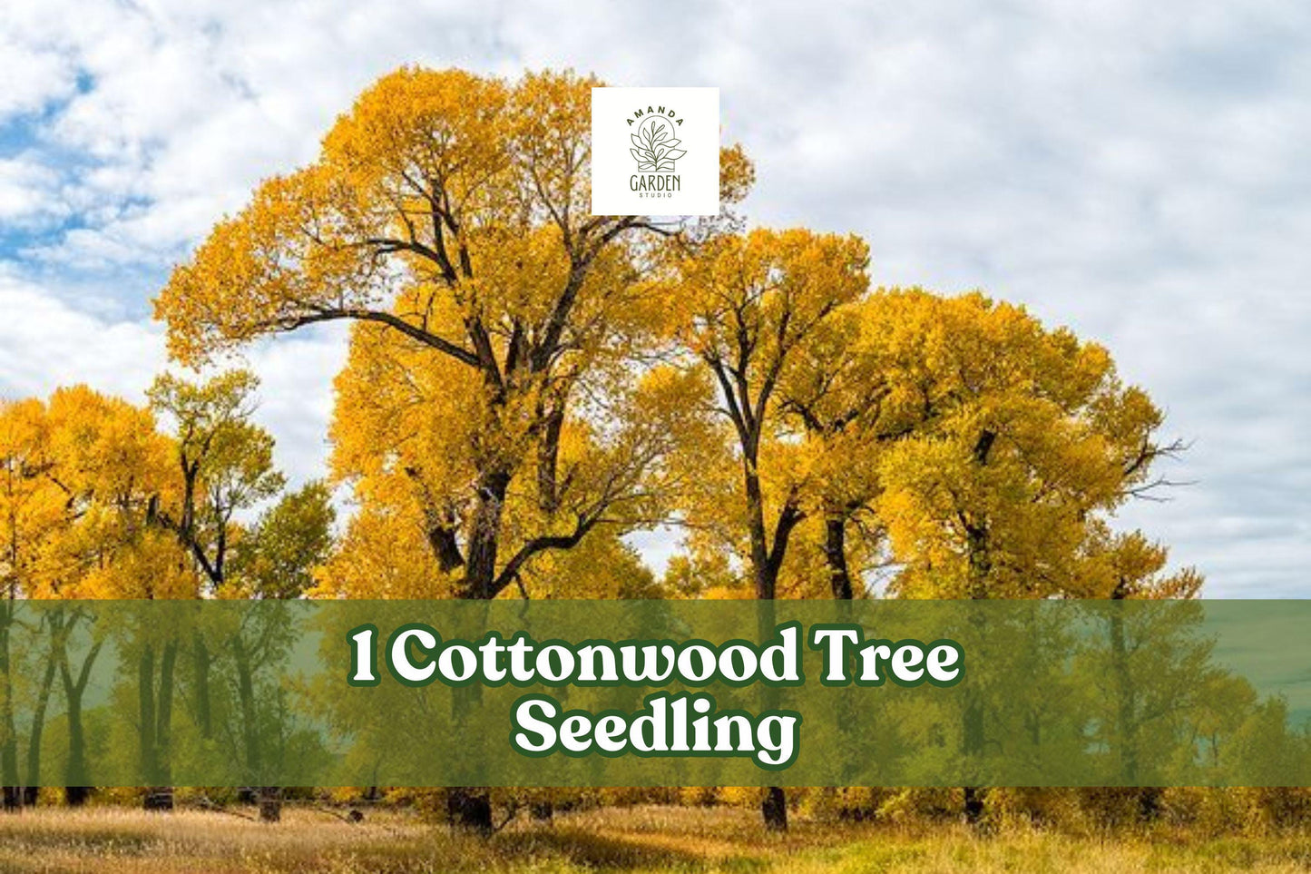 Cottonwood Tree Seedling - Populus deltoides Live Deciduous Shade Tree for Landscaping and Yard