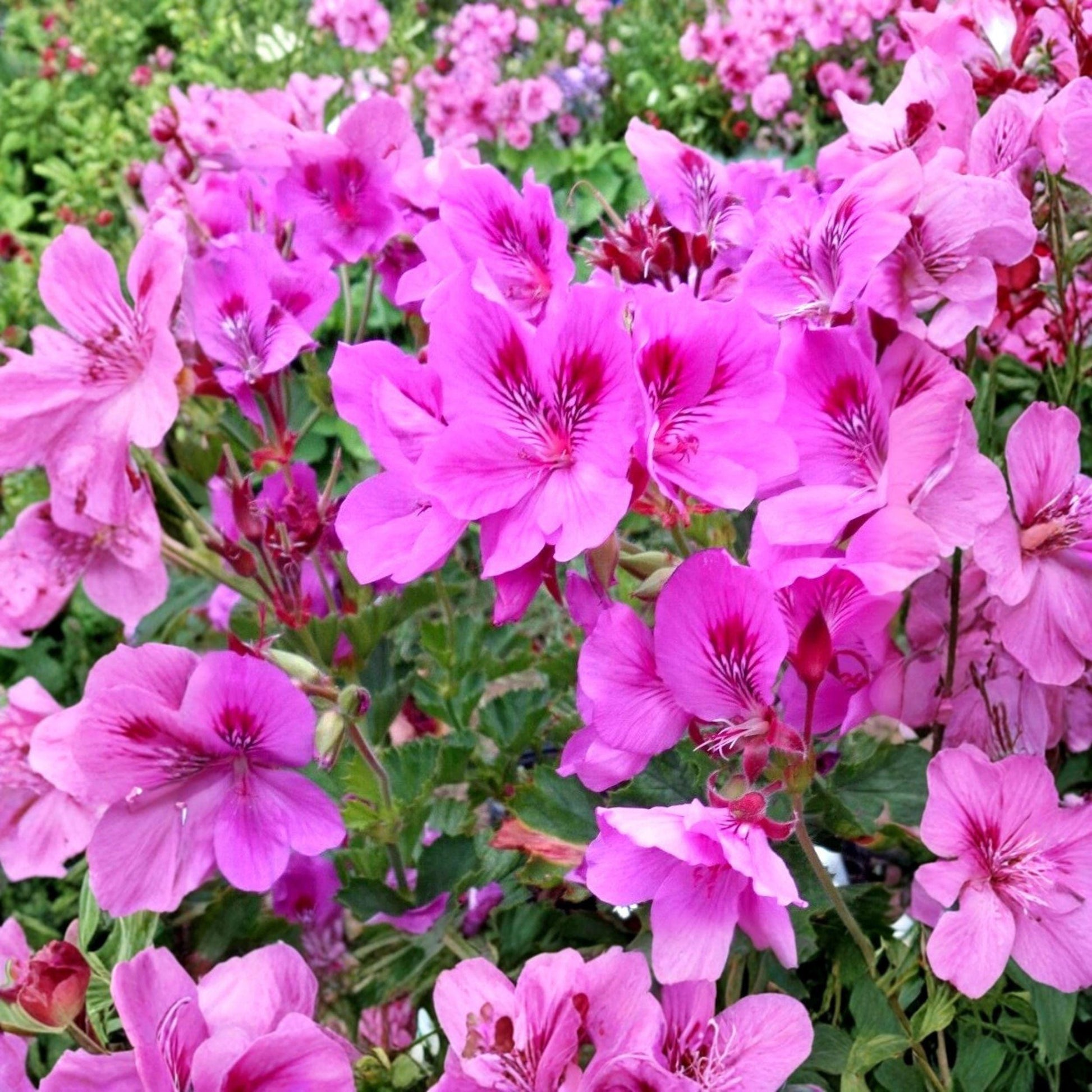 Purple Pink Regal Geranium Cuttings - Pelargonium regal, 5 Live Unrooted Propagation Plants for Containers & Gardens