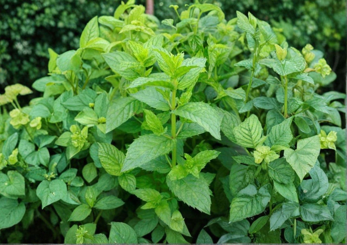 Spearmint Seeds, Heirloom Non-GMO, Aromatic Culinary Herb, Mentha spicata, Perennial Herb Seeds for Garden and Container Planting