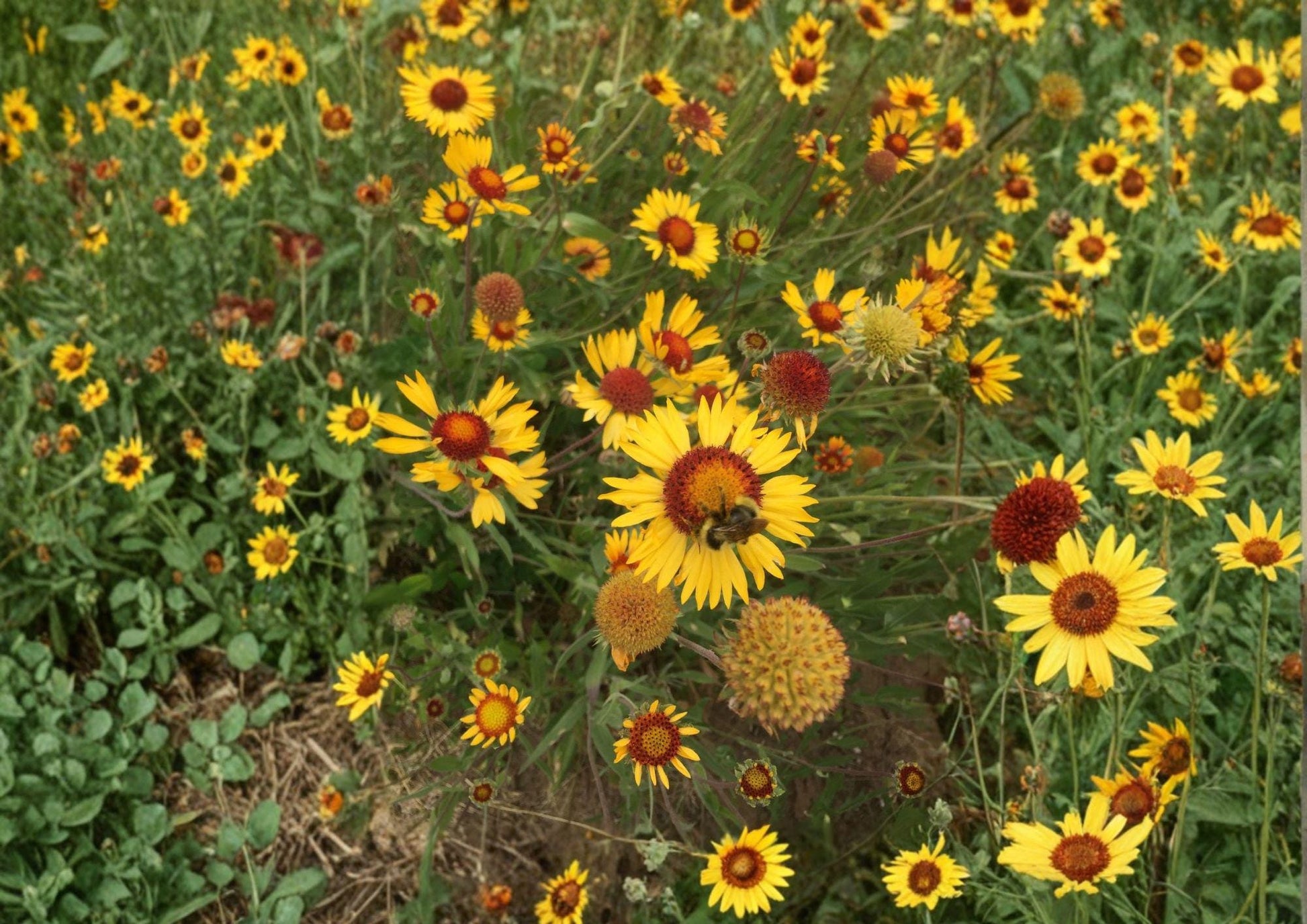 Yellow Gaillardia Seeds, Perennial Wildflower, Drought-Tolerant, Pollinator-Friendly, Gaillardia aristata, Heirloom, Non-GMO