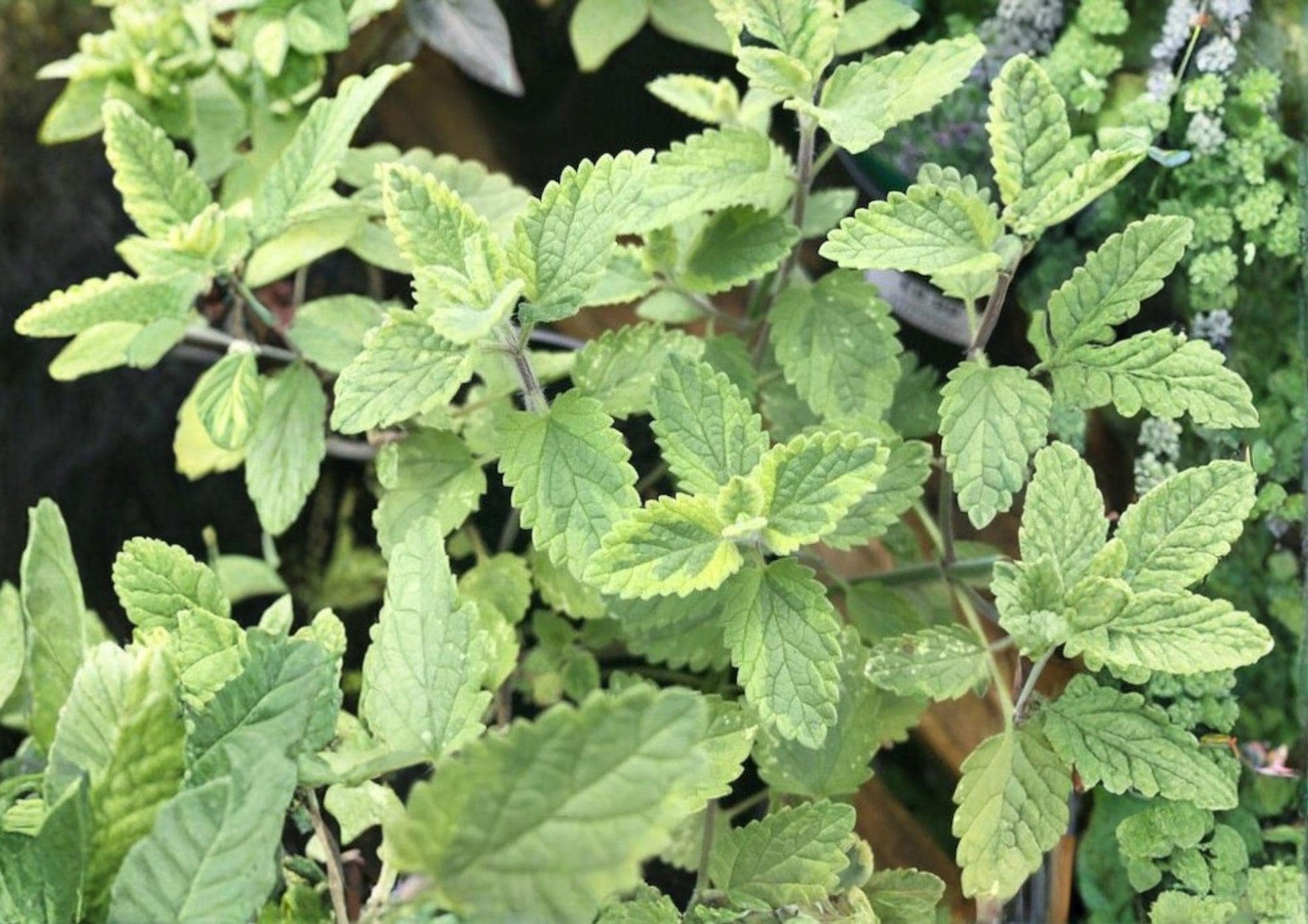Catnip Seeds, Heirloom Non-GMO Nepeta cataria, Perennial Herb for Cats, Medicinal and Pollinator Garden Planting Seeds