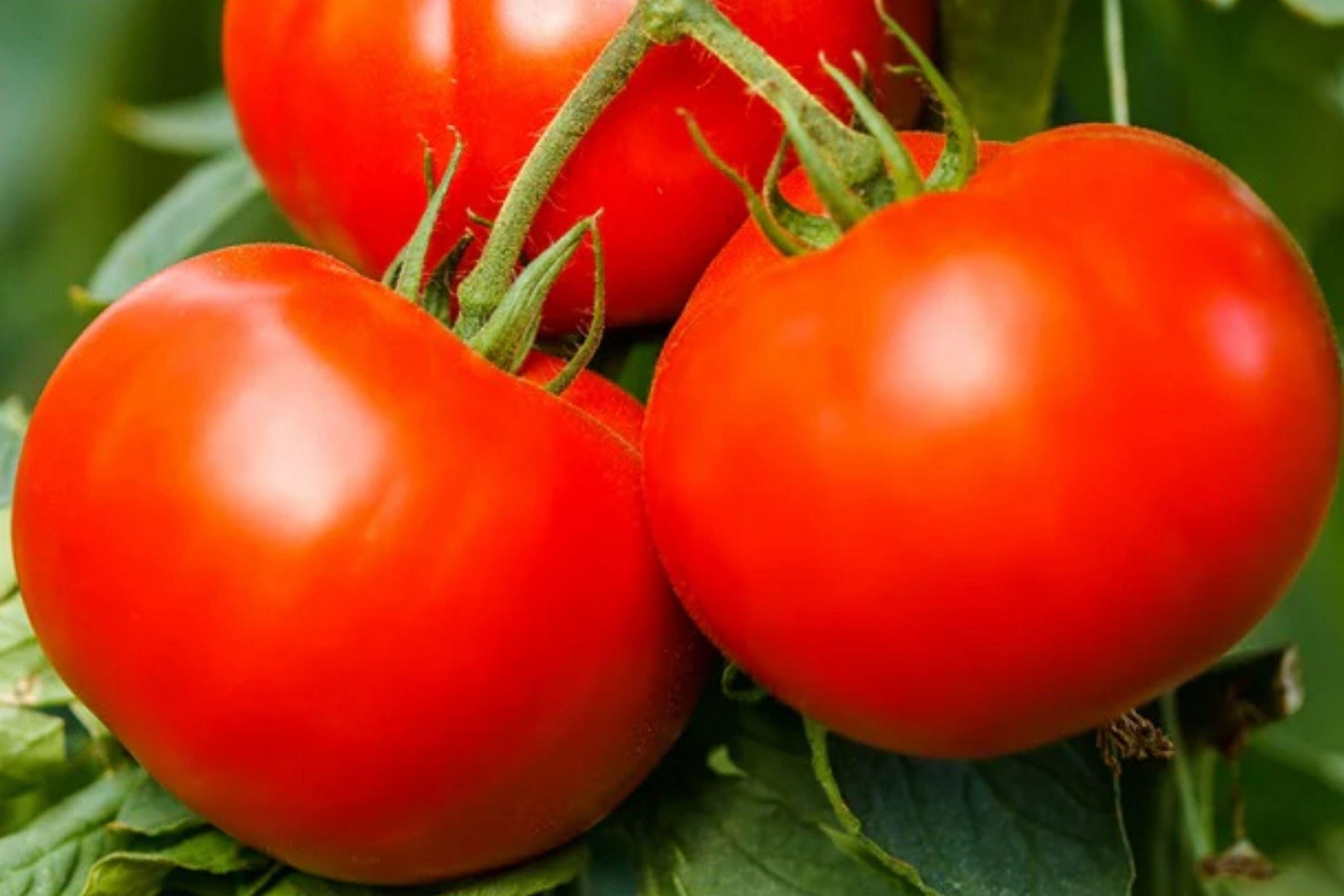 Ace 55 Heirloom Tomato Seeds – Low Acid, Smooth Flavor, High Yield, Determinate, Non-GMO, Solanum lycopersicum
