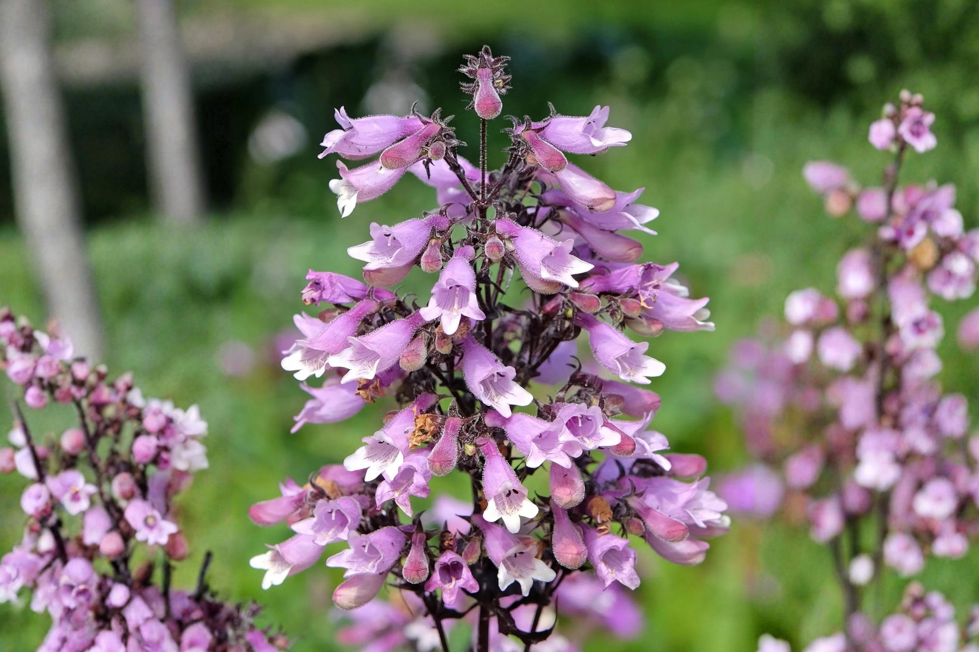 Calico Beardtongue Seeds (Penstemon calycosus) – Native Wildflower for Pollinators, Drought Tolerant, Easy to Grow, Naturalized Gardens