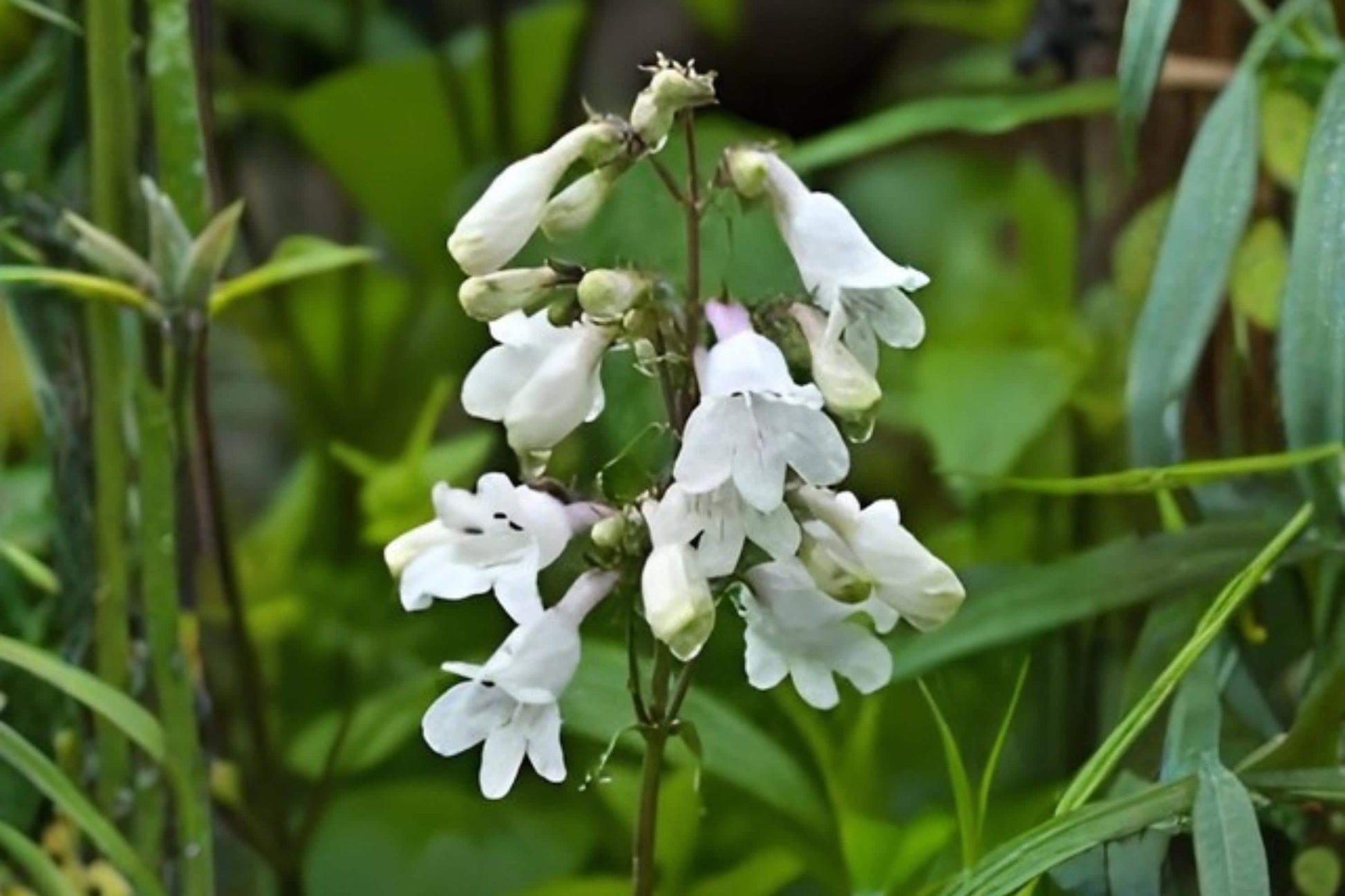 Foxglove Beardtongue Seeds | Penstemon digitalis Native Perennial for Pollinator Gardens, Bees, Butterflies, Hummingbirds
