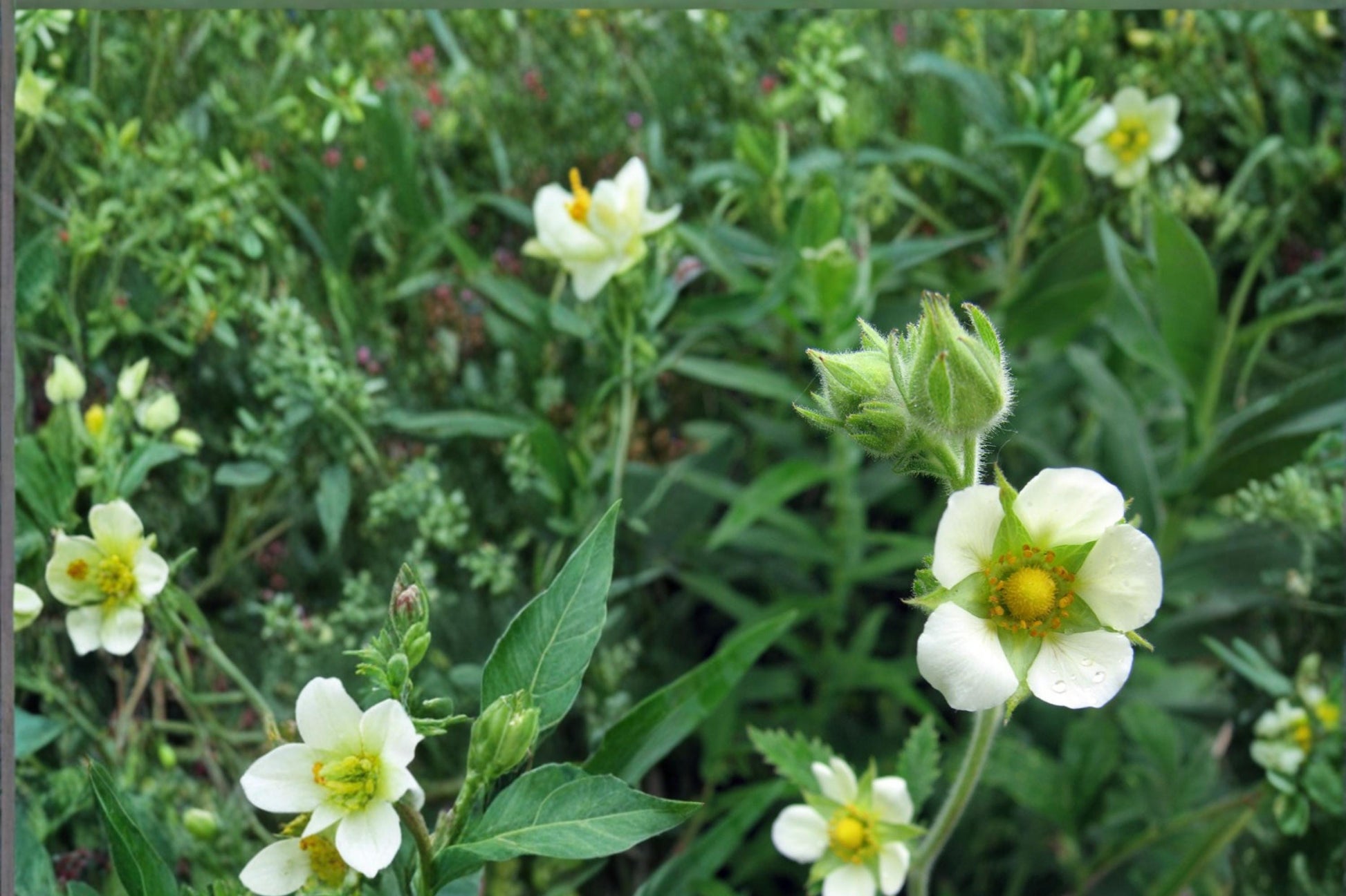 Prairie Cinquefoil Seeds 100 Pack Drymocallis arguta White Wildflower Perennial for Meadows & Prairies