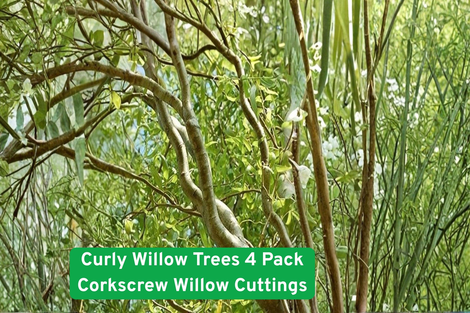 Curly Willow Tree, Corkscrew Willow Cuttings, Ornamental Willow, Twisted Branches Plant, Fast-Growing Willow, Bonsai Willow Starter, Green Foliage Tree, Landscape Accent, Unique Garden Tree, Deciduous Willow, Twisting Branches Plant, Privacy Screening Tree, Artistic Garden Tree