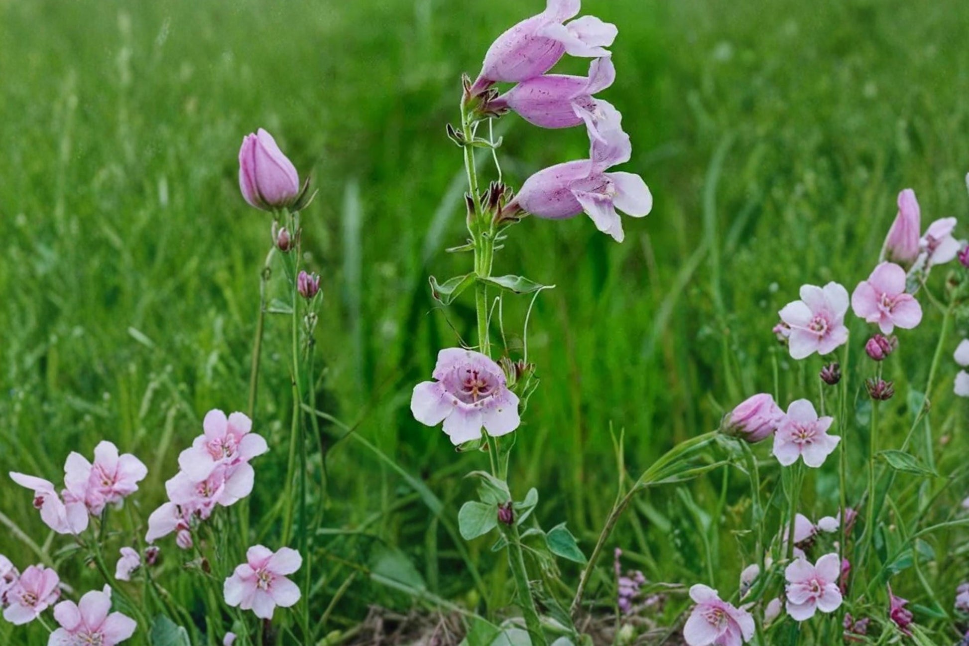 Showy Beardtongue Seeds – Penstemon cobaea Herbaceous Perennial with Pale Pink to Lavender Tubular Flowers