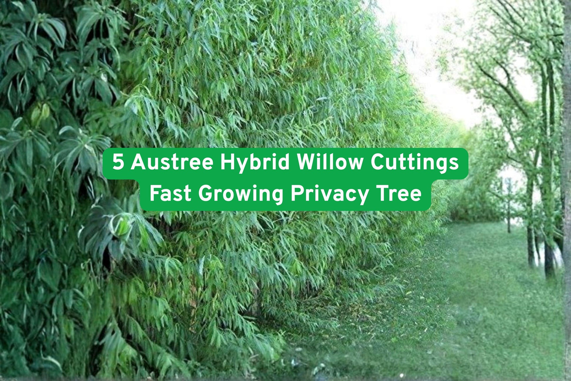 fast growing tree, privacy hedge, willow cuttings, shade tree, windbreak plant, erosion control, green foliage, deciduous tree, quick landscape, outdoor privacy, large space tree, beginner gardening, fast growing shrub
