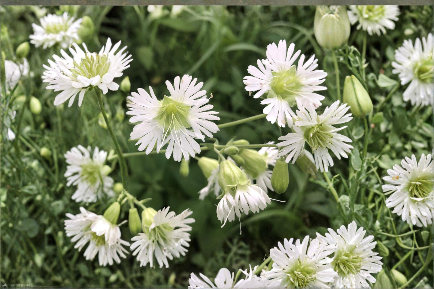 Starry Campion Seeds 100 – Silene stellata Native Perennial with White Star-Shaped Flowers for Shade Gardens