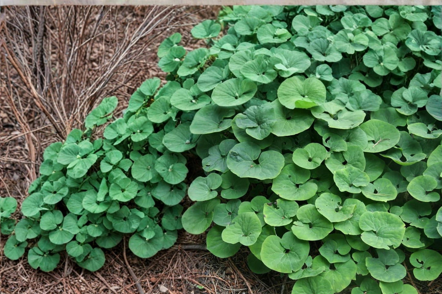 Wild Ginger Seeds – Herbaceous Perennial Ground Cover – Asarum canadense for Shade Gardens