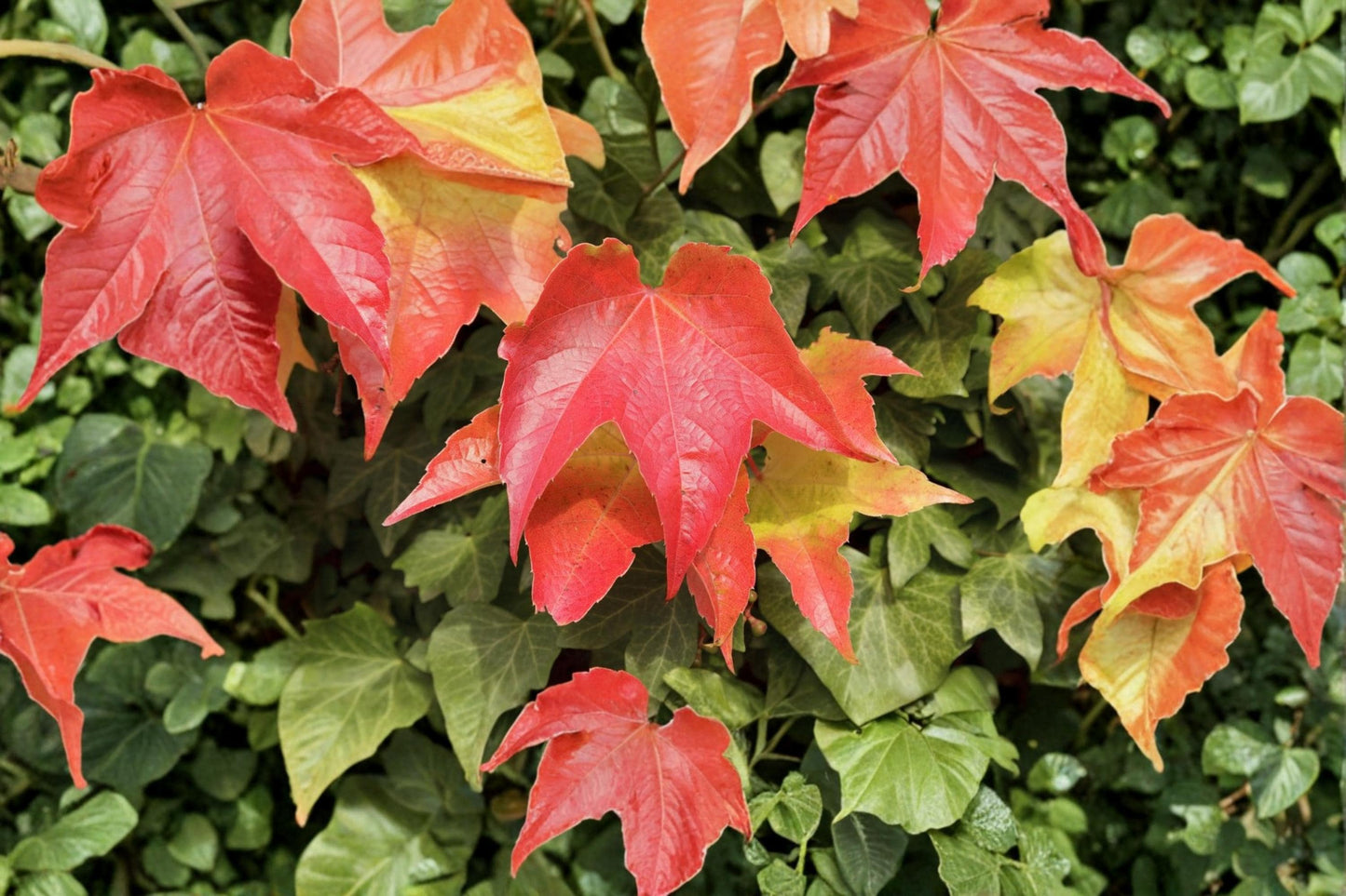Boston Ivy Seeds – Parthenocissus tricuspidata Climbing Vine for Walls & Fences, Deciduous Garden Plant