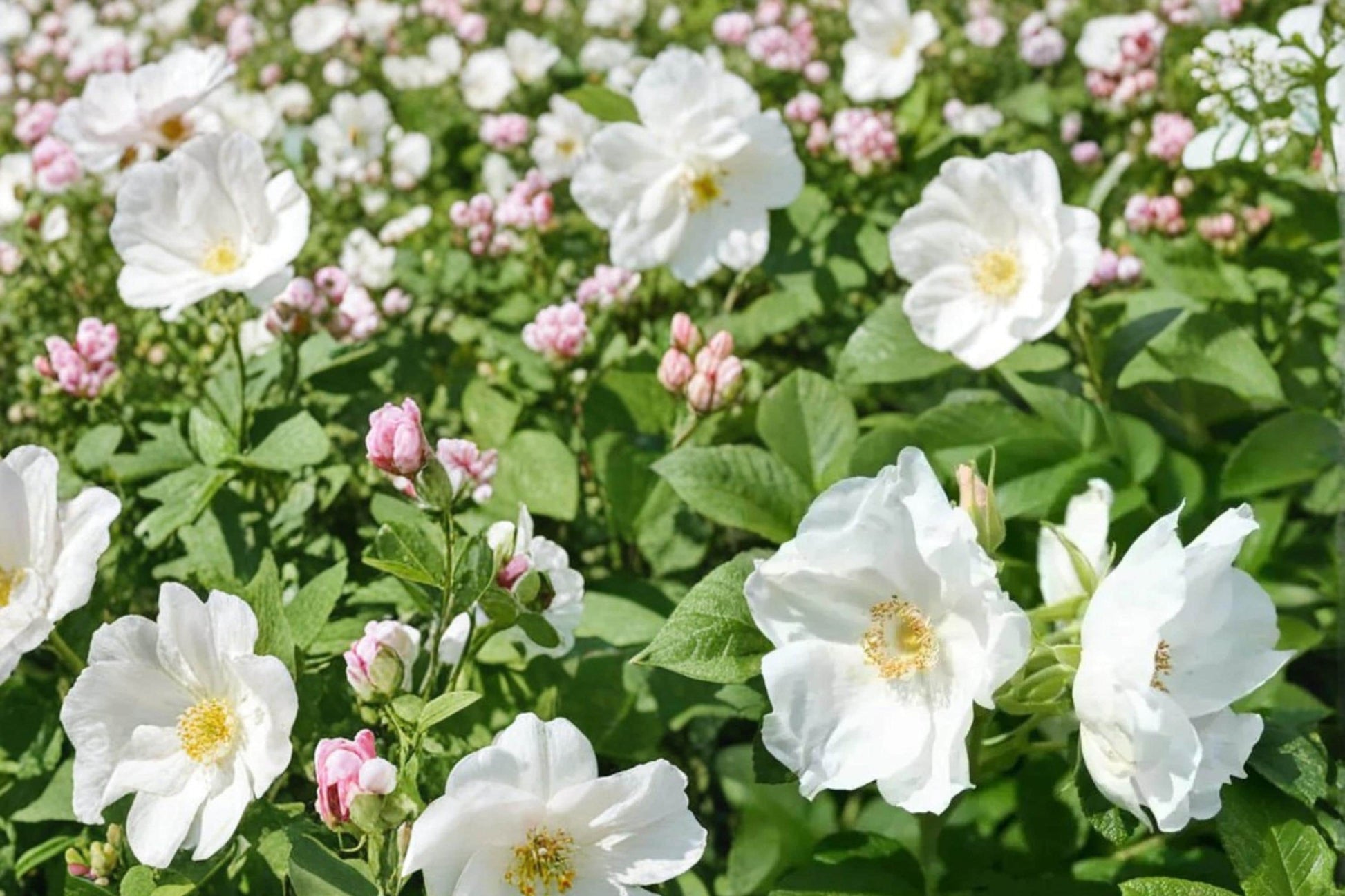 White Rugosa Rose Seeds – Rosa rugosa alba, Fragrant White Flowers, Ornamental Shrub, Hardy Perennial, Coastal and Landscape Plant