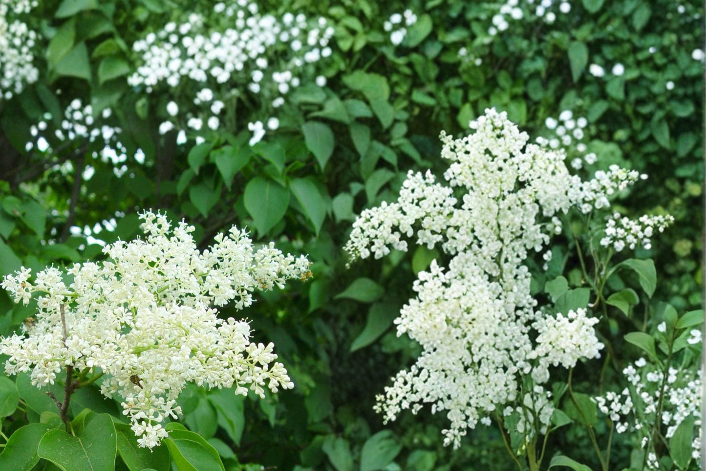 Japanese Tree Lilac Seeds, Syringa reticulata, Deciduous Flowering Tree, Creamy White Clusters, Ornamental Landscape Plant, 10 Seeds