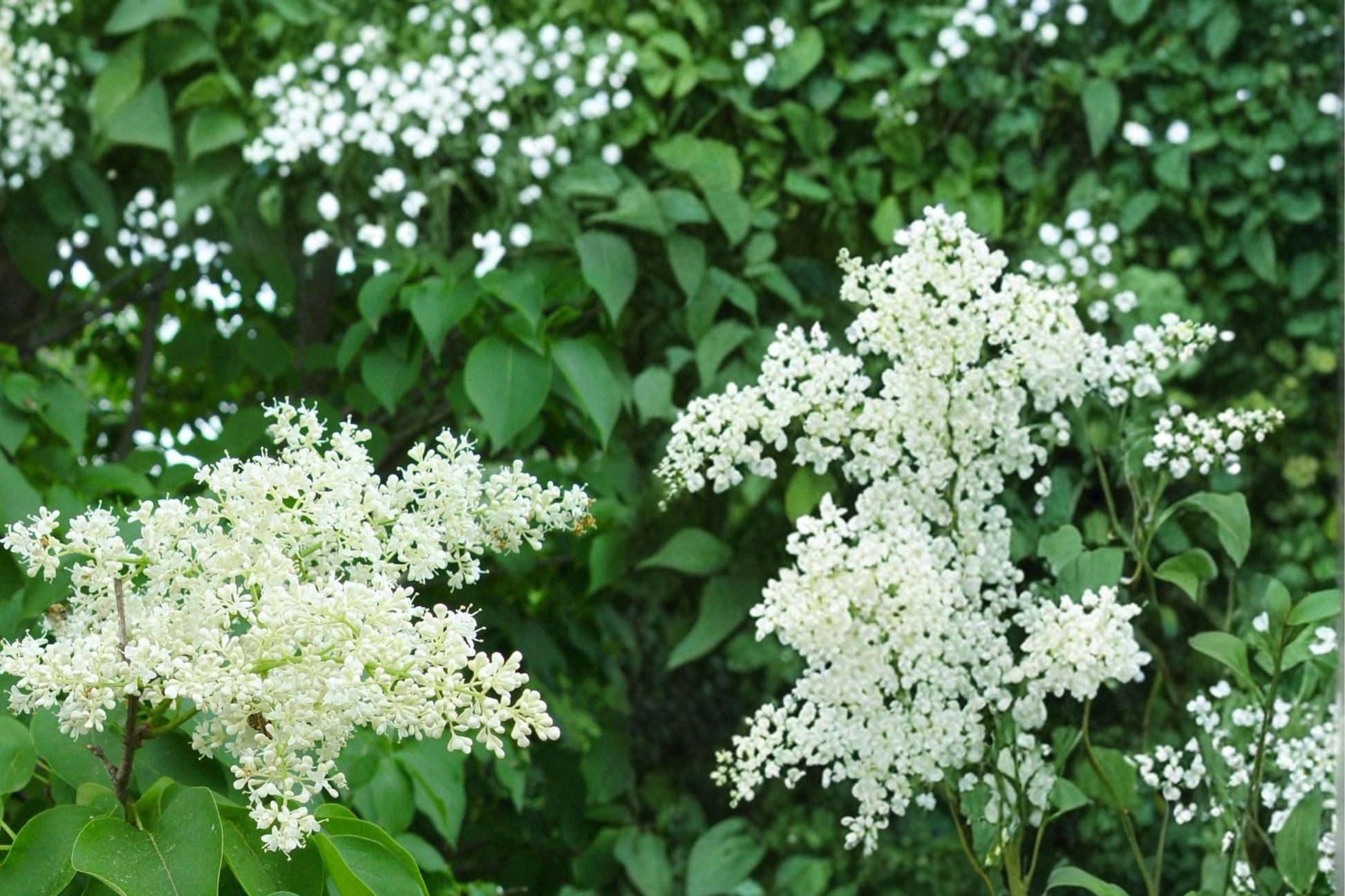 Japanese Tree Lilac Seeds, Syringa reticulata, Deciduous Flowering Tree, Creamy White Clusters, Ornamental Landscape Plant, 10 Seeds