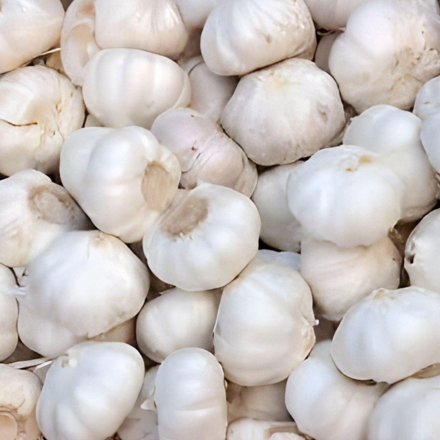 Gilroy California White Garlic Bulbs – Softneck Culinary Garlic Cloves – Allium sativum for Cooking & Growing