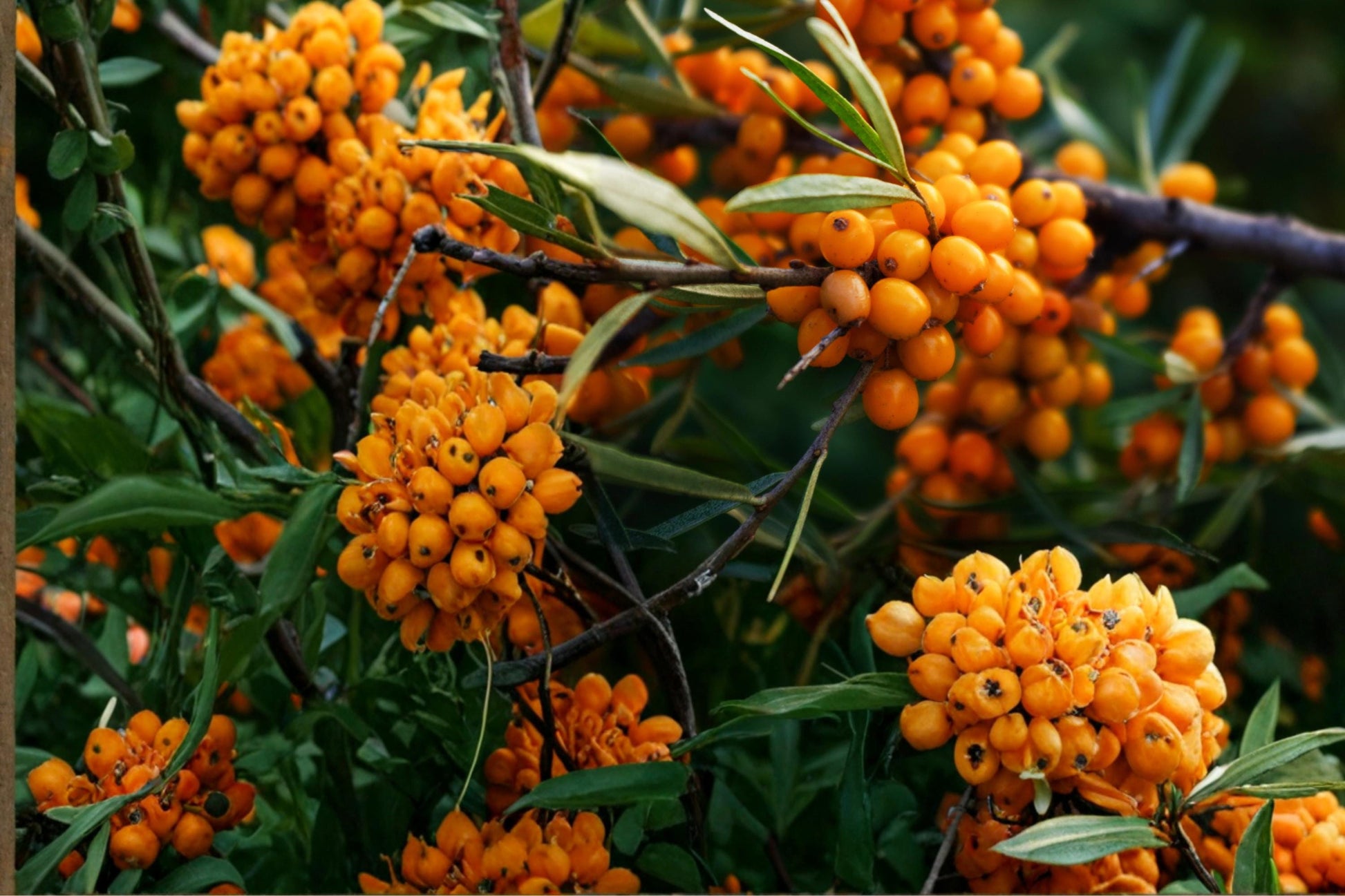 Sea Buckthorn Seeds, Hippophae rhamnoides, Deciduous Shrub, Bright Orange Berries, Coastal & Hedge Plant, Hardy Drought Tolerant