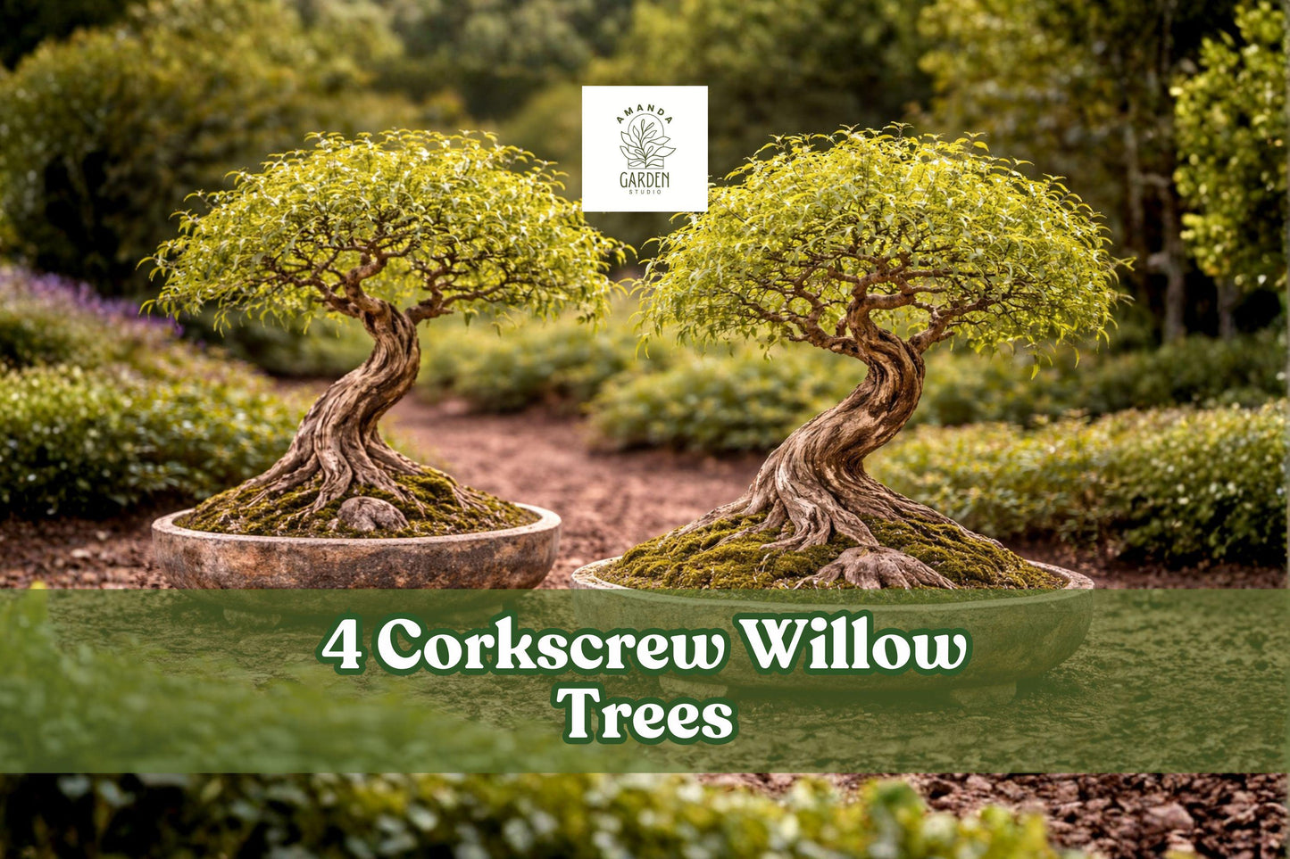 Corkscrew Willow Trees Live Plants – Salix matsudana, Twisted Branches, Ornamental, Fast-Growing, Landscape, Bonsai