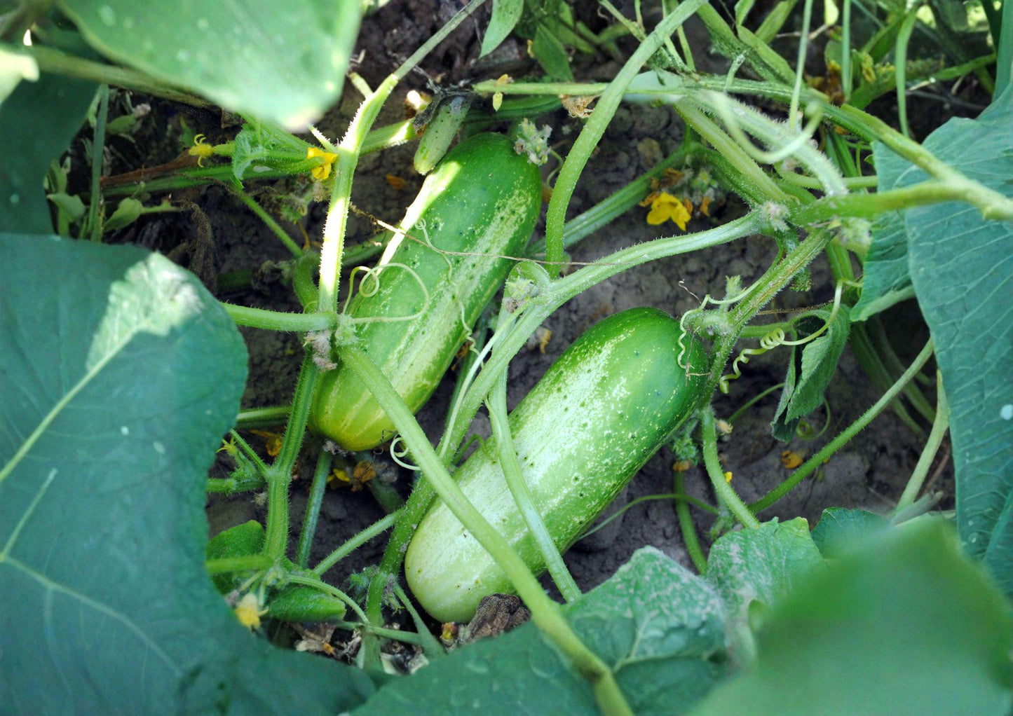 100+ Boston Pickling Cucumber Seeds Non-GMO Heirloom Vegetable Seeds for Garden, Crisp Cucumbers for Pickling and Salads