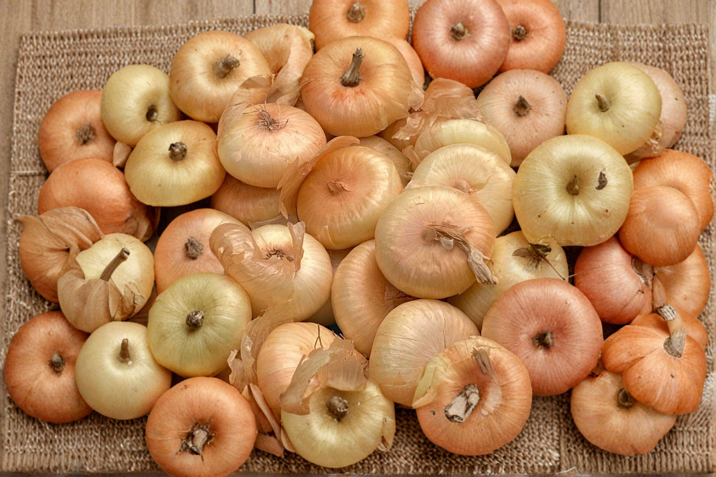 Cipollini Yellow Onion Seeds - Heirloom, Sweet, Mild Flavor, High Yield, Flat Bulb, Non-GMO Garden Vegetable