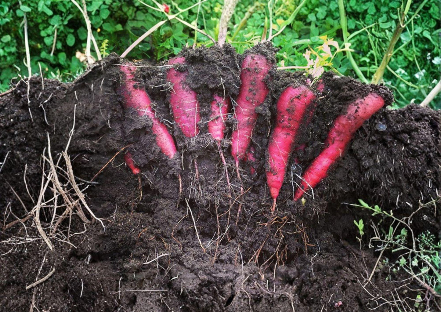 Purple Dragon Carrot Seeds – Heirloom Organic Non-GMO Vegetable Seeds for Garden, Vibrant Purple Root, Sweet Crunchy Carrots