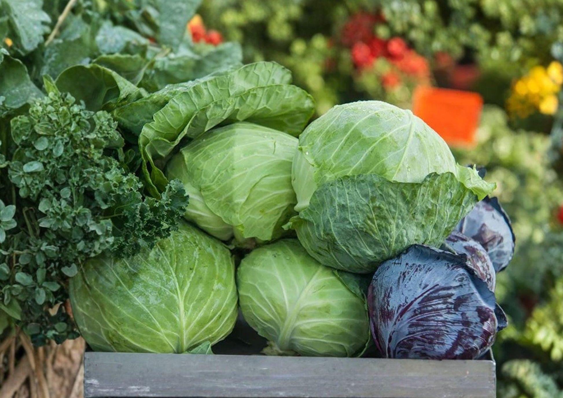 Heirloom Cabbage Seeds, Charleston Wakefield, Non-GMO, Early Pointed Head, Vegetable Seeds for Garden Planting