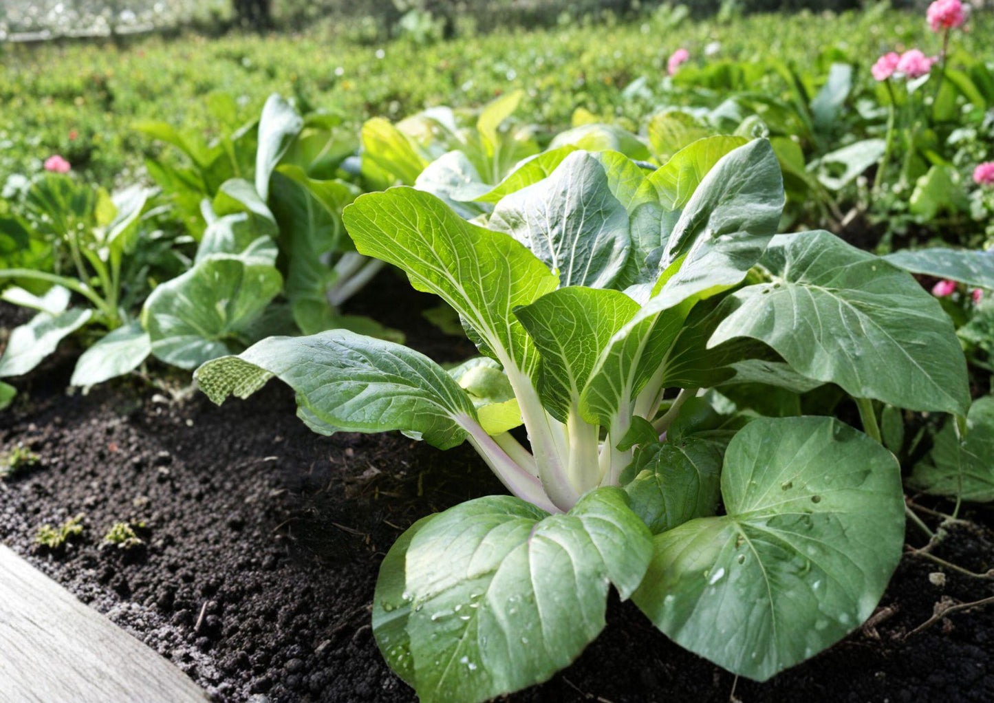 Extra Dwarf White Stem Pak Choi Seeds, Heirloom Chinese Cabbage, Compact Green Bok Choy, Brassica rapa var. chinensis