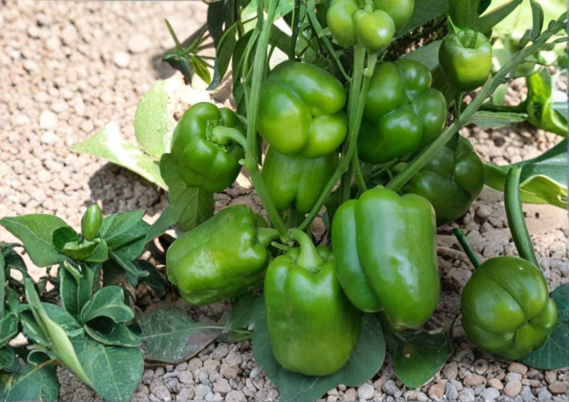 Emerald Giant Bell Pepper Seeds Organic Heirloom Large Green to Red Vegetable Seeds for Garden Planting