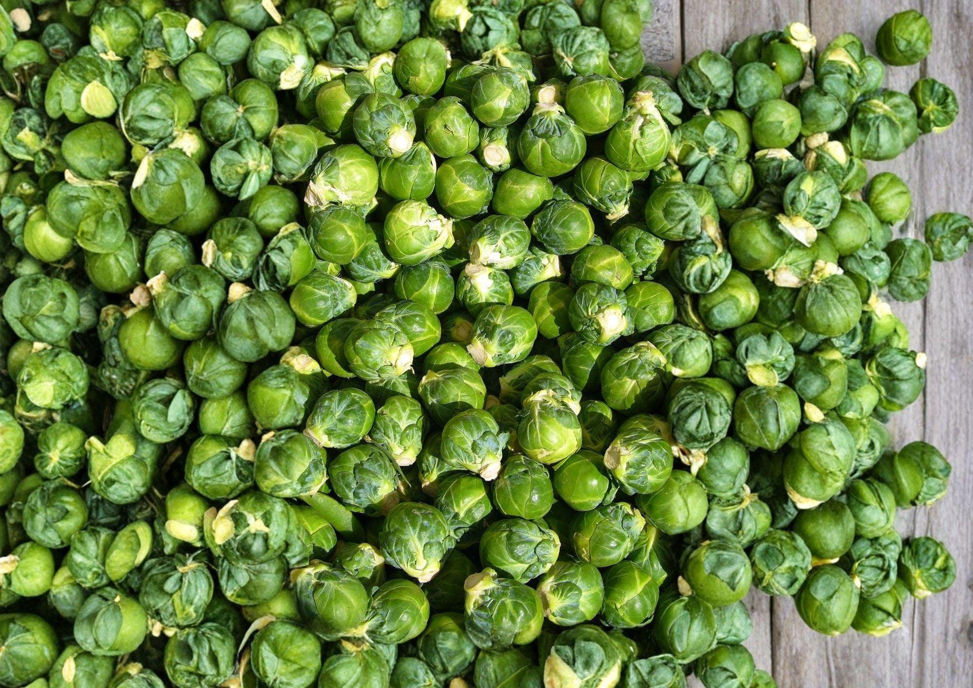 Catskill Brussels Sprouts Seeds - Organic Heirloom Non-GMO Vegetable Seeds for Garden Planting, Compact, High Yield, Brassica oleracea