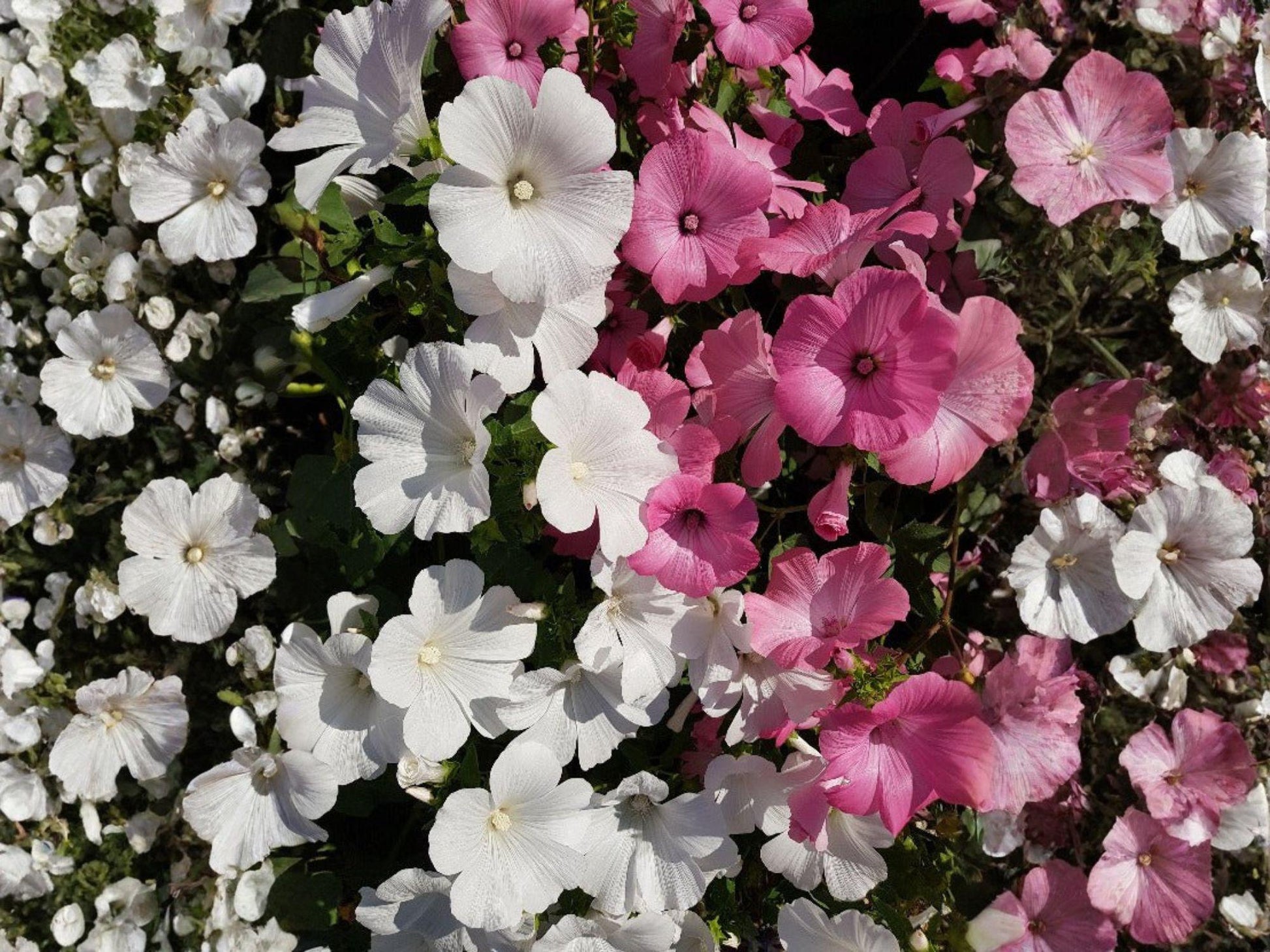 Dwarf Rose Mallow Mix Seeds | Heirloom Non-GMO Flower Seeds for Garden Borders & Cottage Gardens (Lavatera trimestris)