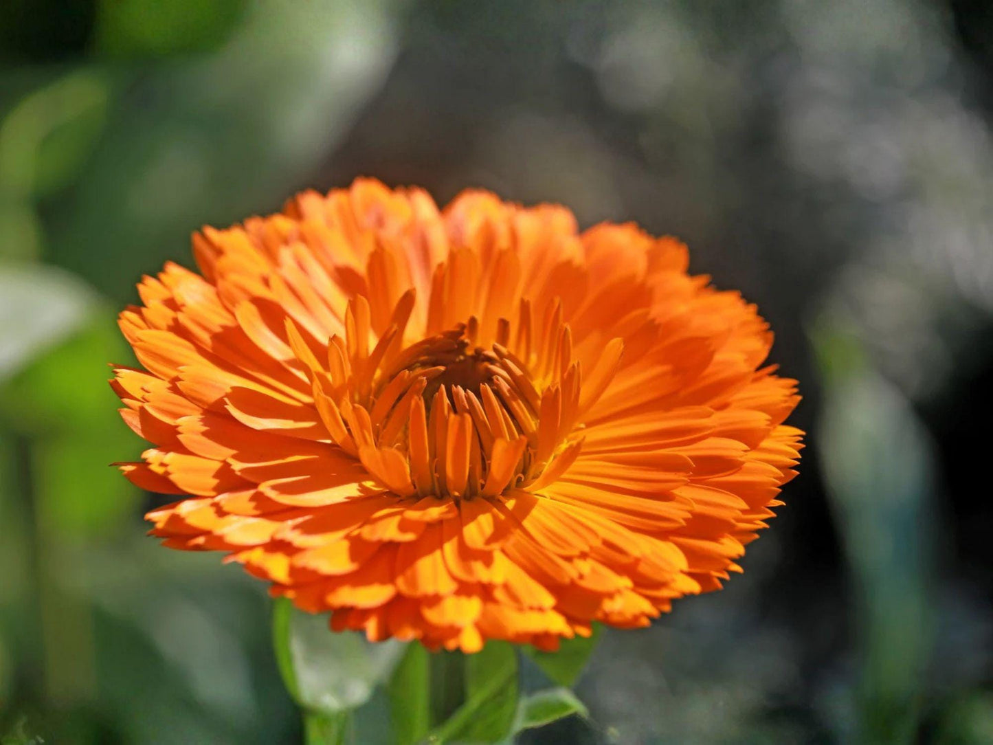 Calendula Pacific Beauty Orange Seeds | Heirloom Non-GMO Flower Seeds for Garden Beds & Borders